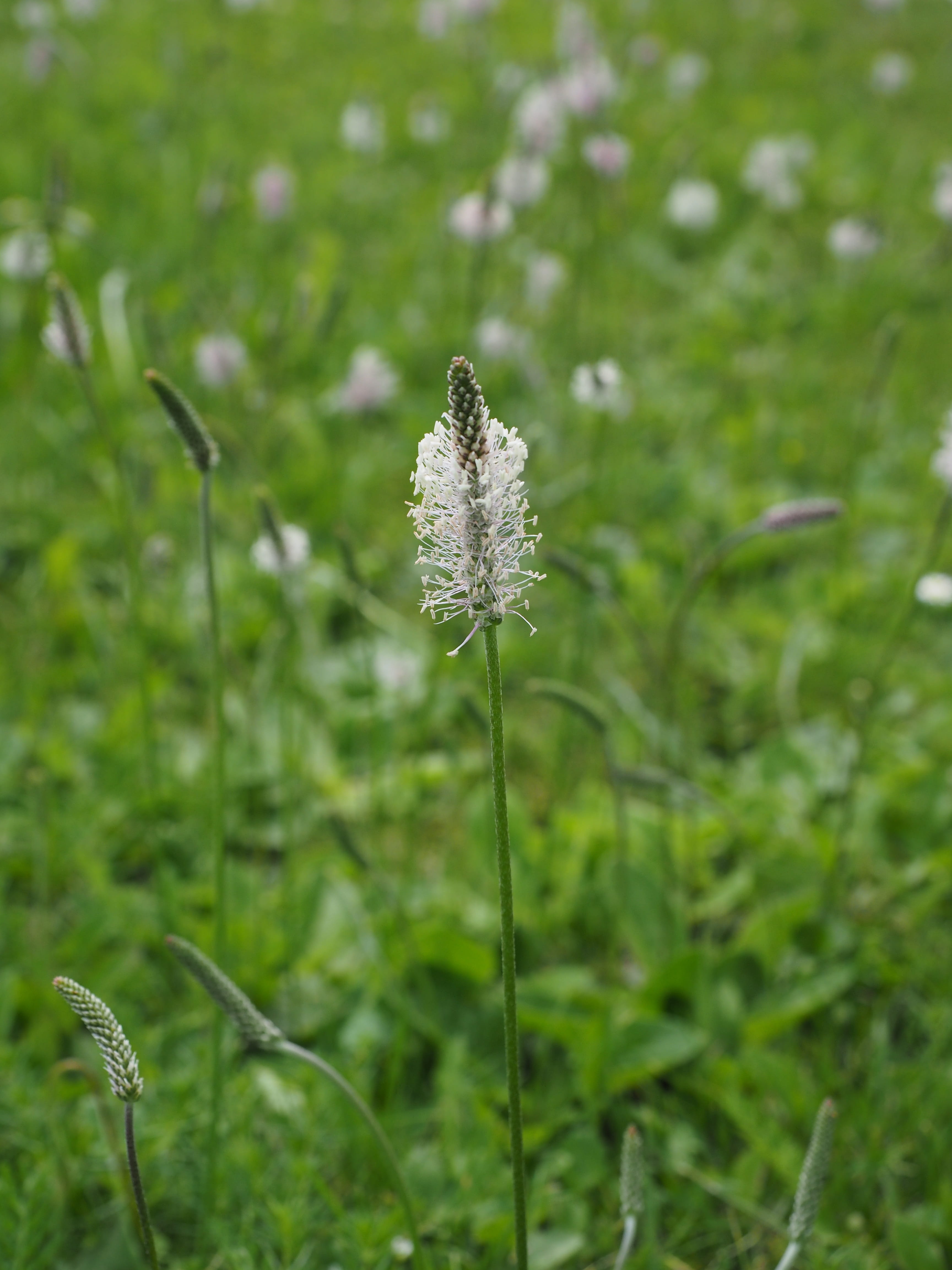 plantago media, blossom, spring flowers, plant, bloom, fragility, grass, pink, day, spring, plant stem, focus on foreground, freshness, field, flowers, Phone HD Wallpaper
