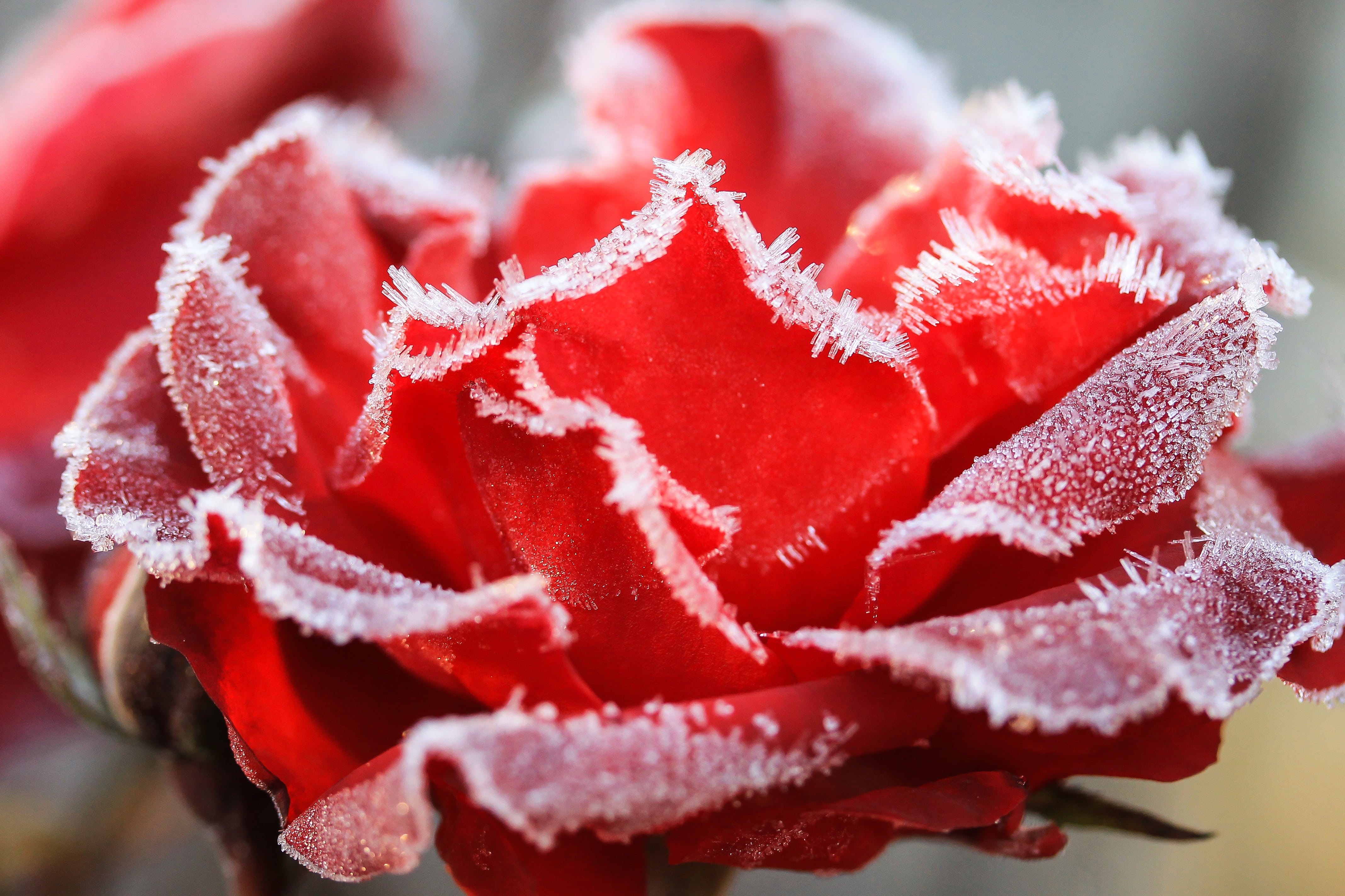 freshness, flower head, no people, rime, snowflake, frozen, beauty in nature, close-up, flower, red flower, photography, indoors, hoary, christmas, petal, HD Wallpaper