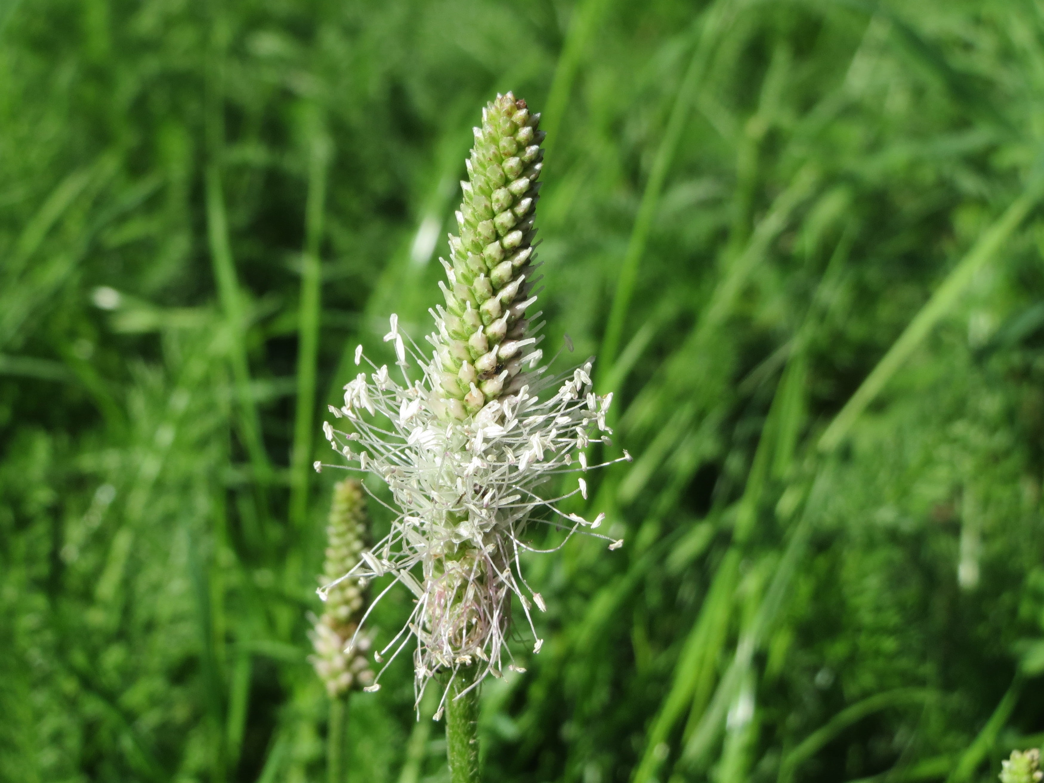 focus on foreground, botany, selective focus, plantago media, nature, flora, wildflower, day, inflorescence, fragility, close-up, flower head, plant, growth, HD Wallpaper