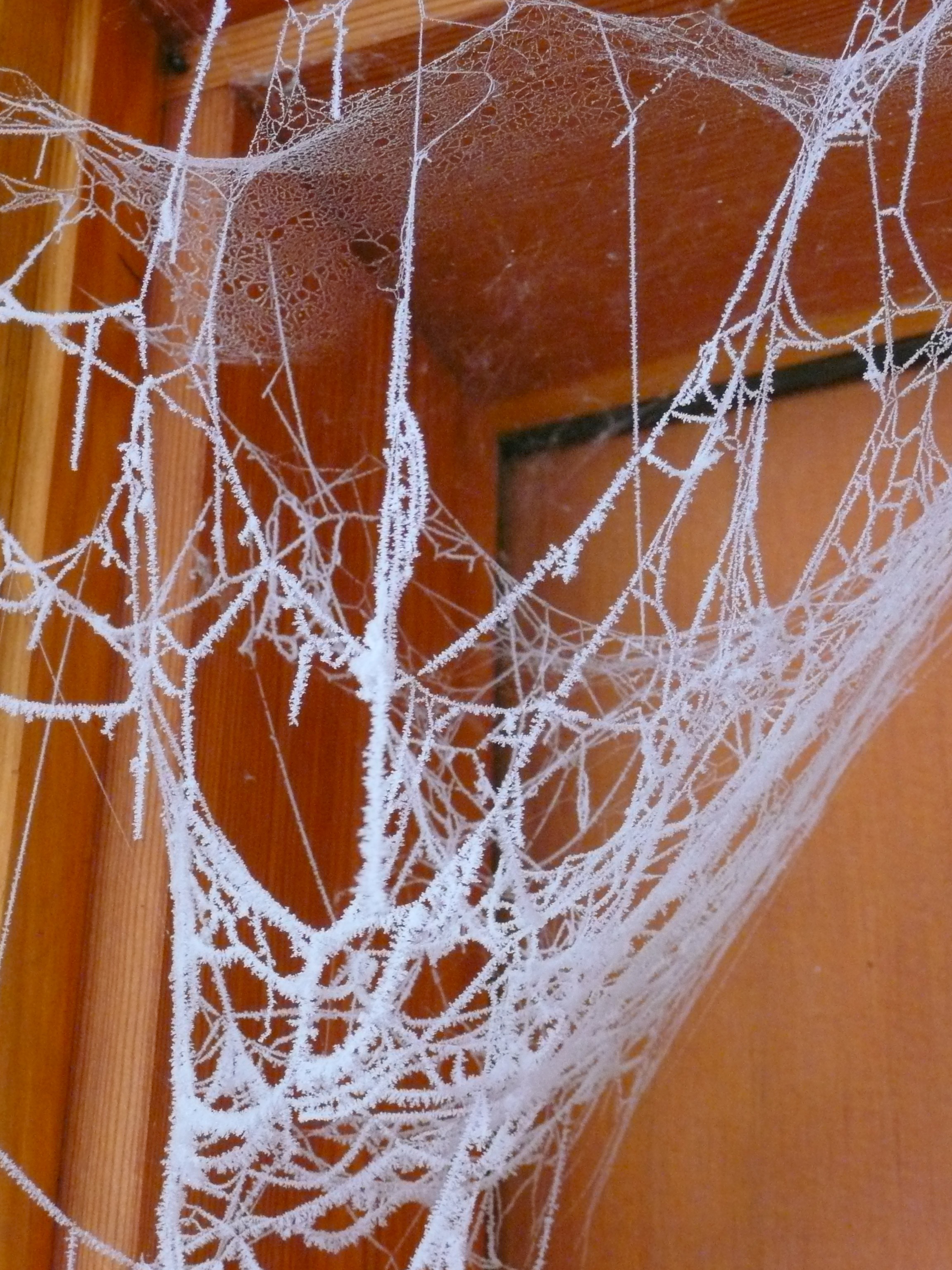 focus on foreground, architecture, fragility, white color, 2K, wall - building feature, pattern, winter, netting, indoors, outside, spider web, built structure, Phone HD Wallpaper