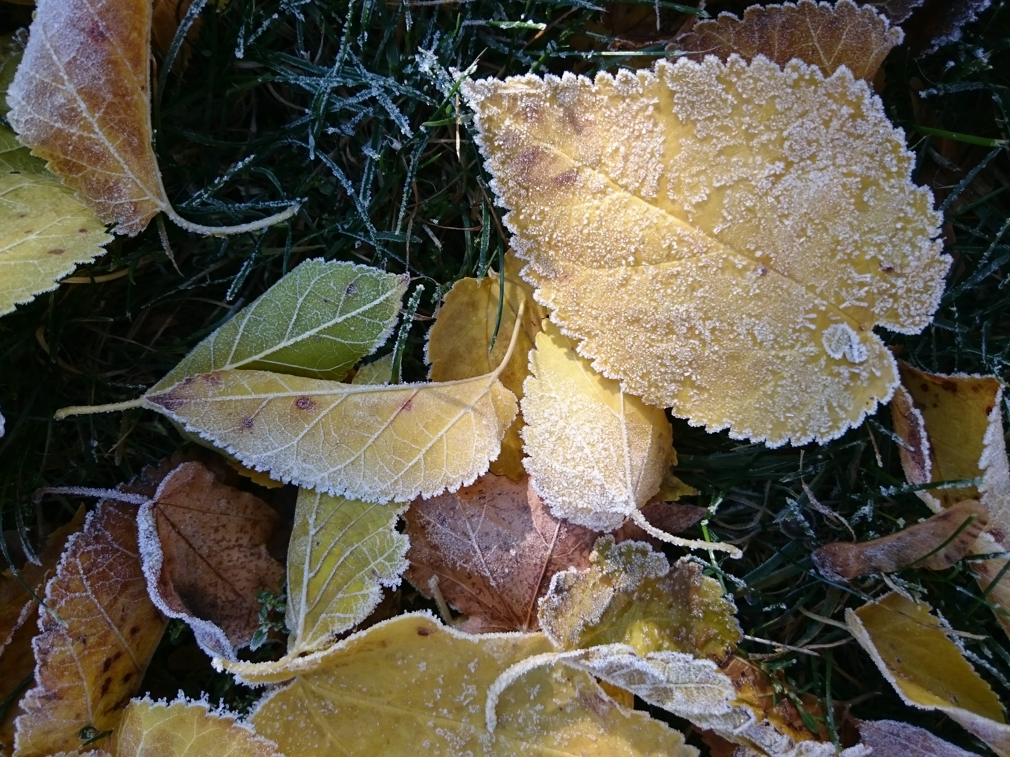 plant, green color, vršovice, close-up, nature, frost, day, autumn, rime, prague, 2K, growth, leaf, high angle view, fall, beauty in nature, cold temperature, HD Wallpaper