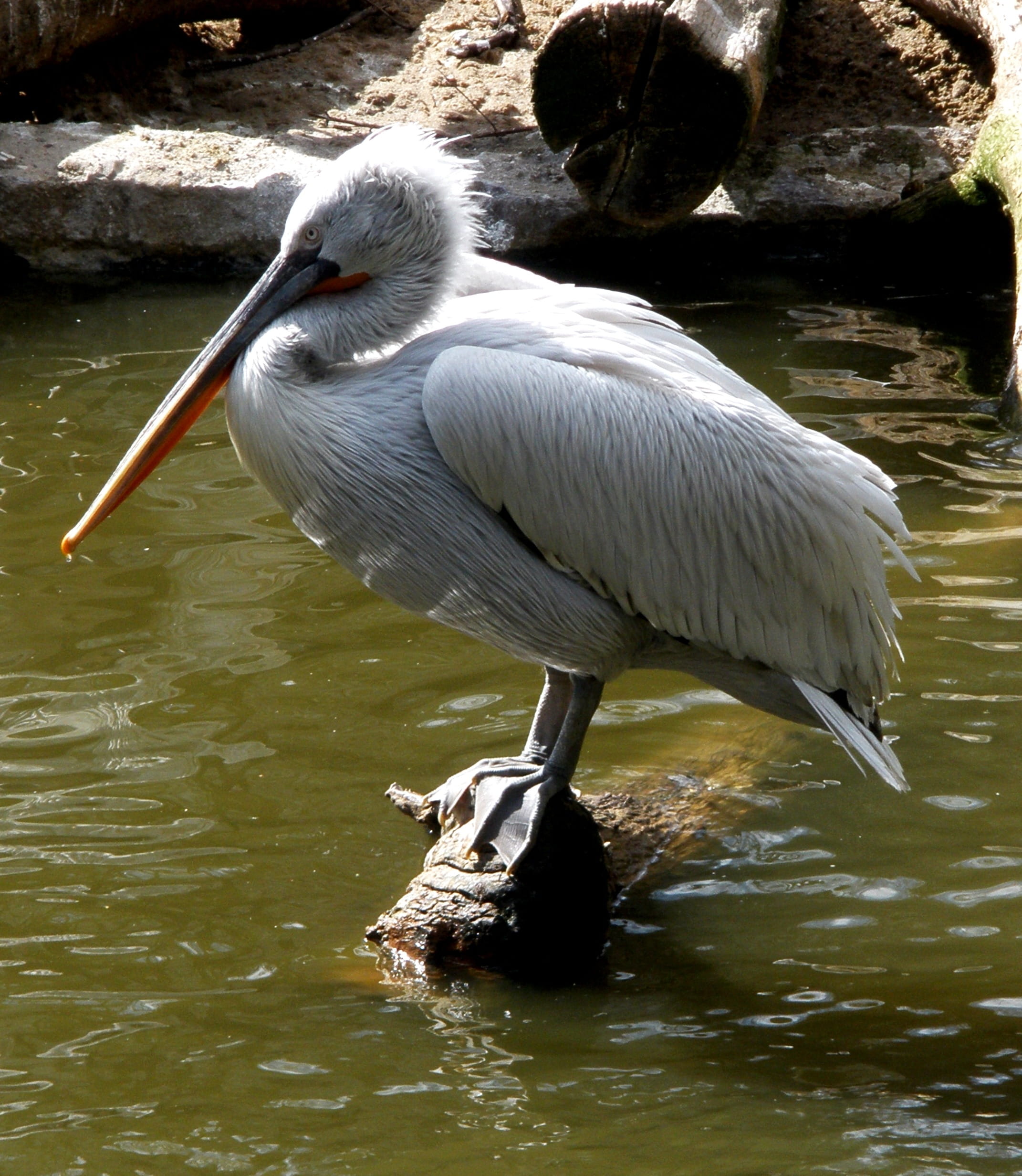 rock, lake, no people, bird, waterfront, pelicans, animal themes, water bird, water, animal wildlife, 1080P, pelican, animals in the wild, animal, rock - object, Phone HD Wallpaper