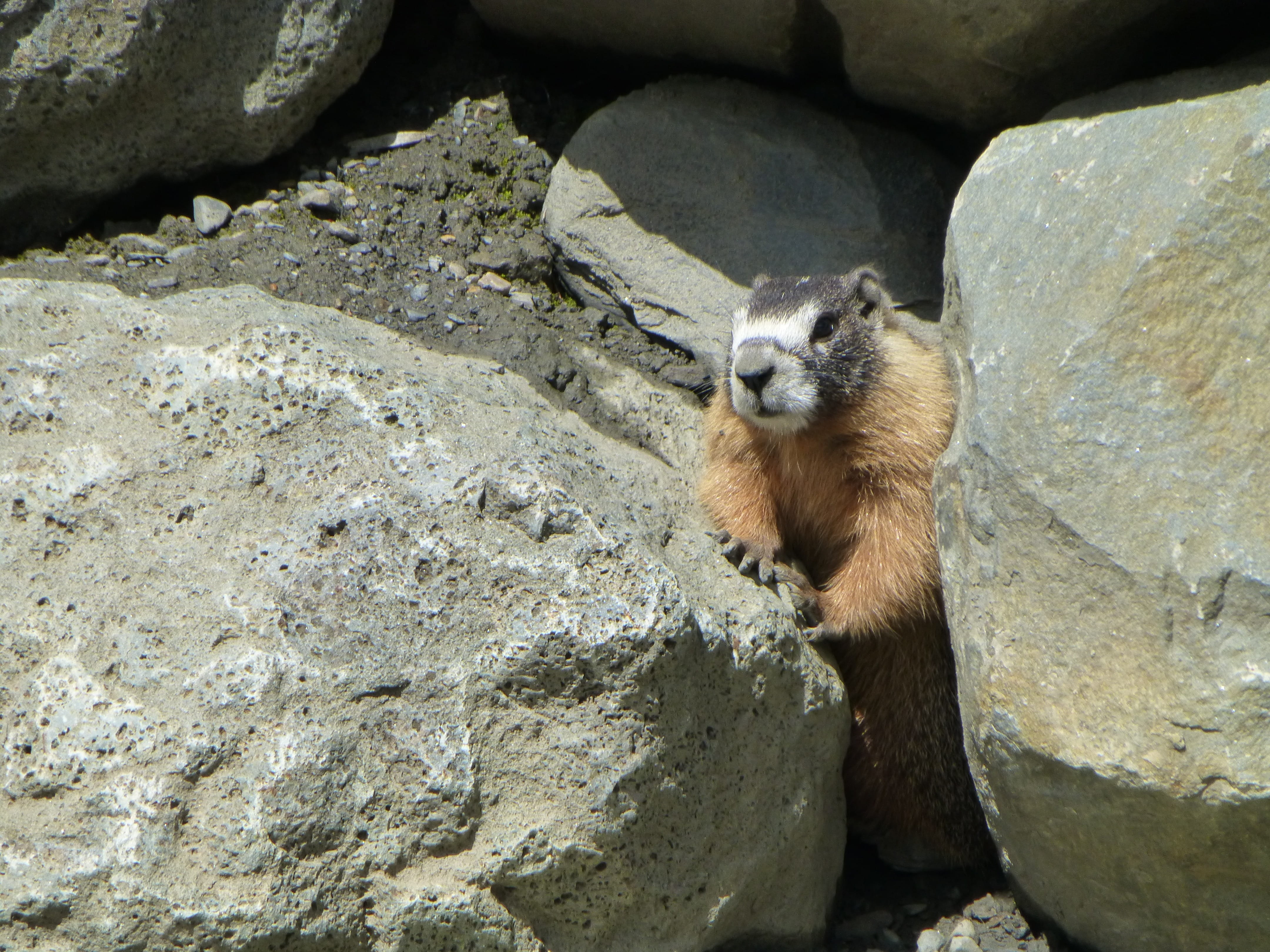 animals in captivity, zoology, solid, one animal, hoary, Fur, no people, rocks, marmot, animals In The Wild, vertebrate, sunlight, Hoary, wildlife, Cute, HD Wallpaper