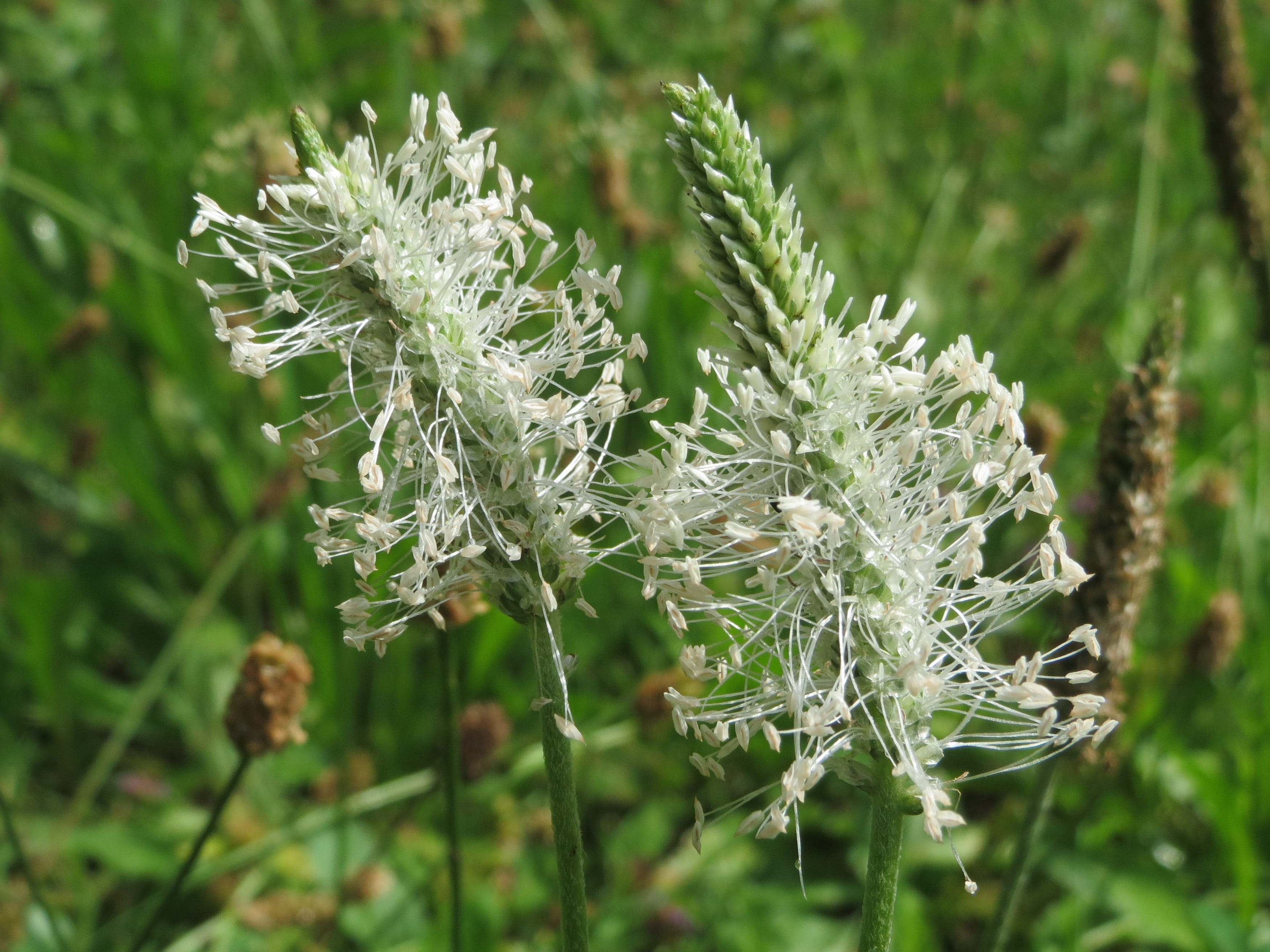 inflorescence, tranquility, beauty in nature, flower, blossom, fragility, green color, white color, focus on foreground, Plantago Media, flowering plant, HD Wallpaper