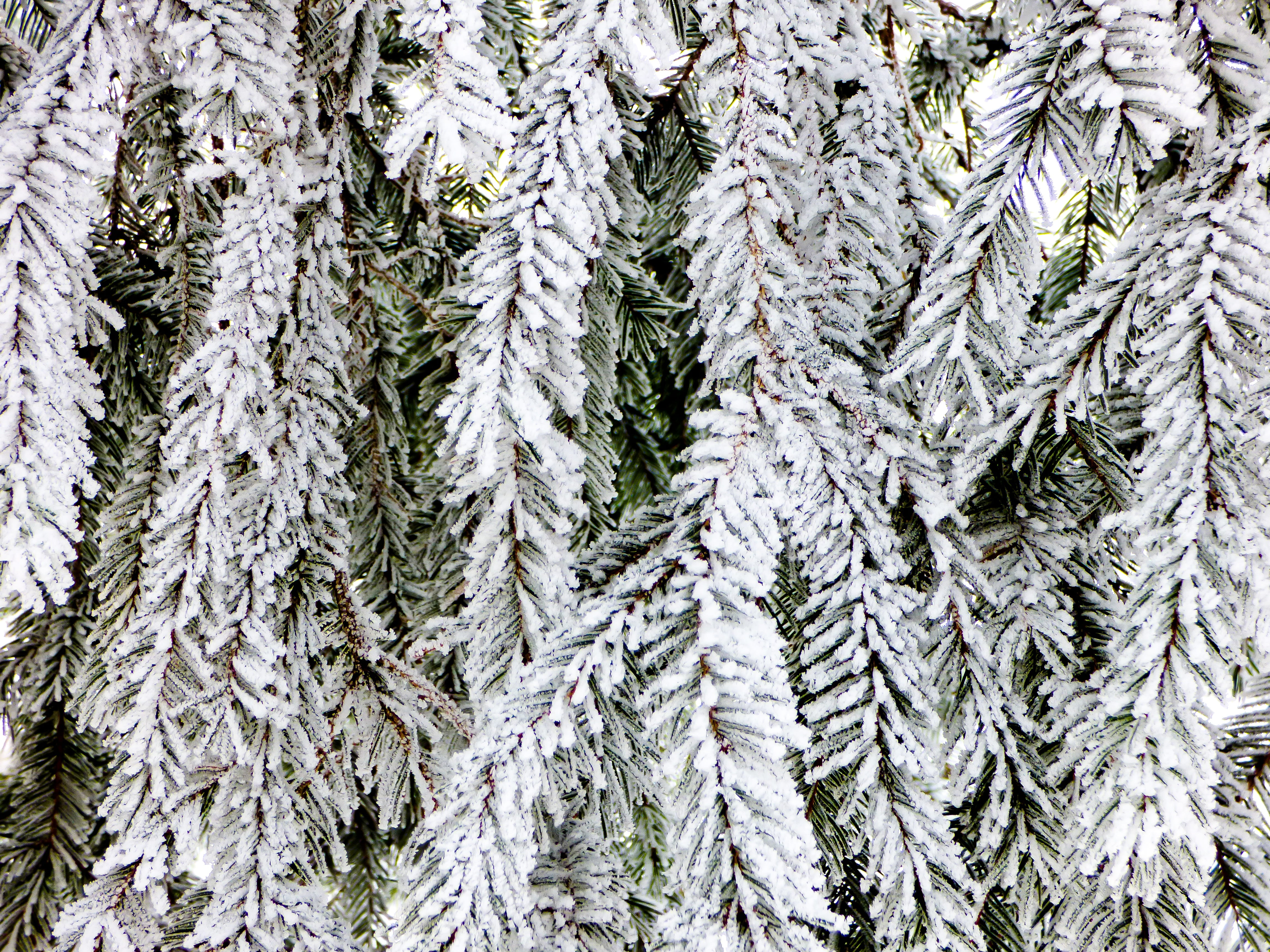 warm clothing, ice, day, beauty in nature, Winter, snowy bough, fir tree, Forest, hoary, 4K, frozen, pine tree, plant, needle - plant part, backgrounds, HD Wallpaper