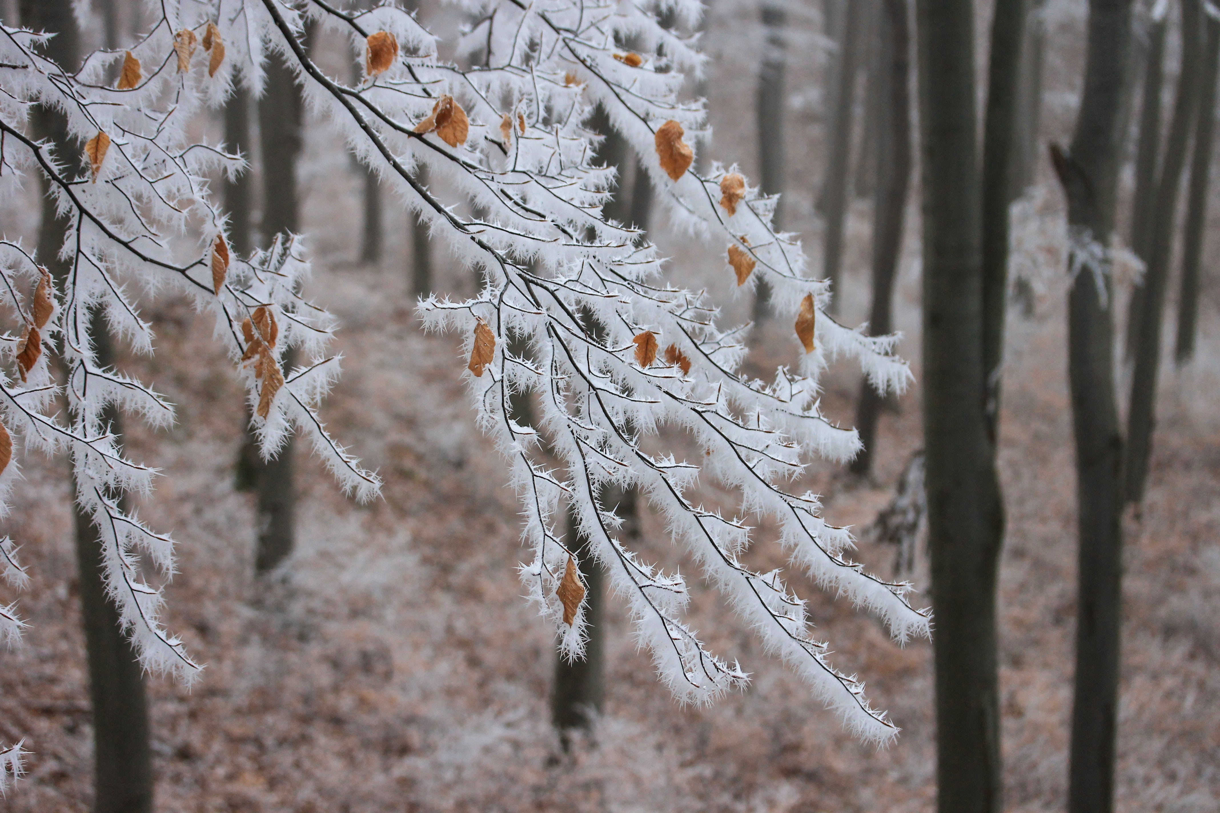 outdoors, plant, pine tree, cold temperature, focus, winter landscape, tranquility, tree, snowy landscape, ice, focus on foreground, woodland, pine woodland, HD Wallpaper