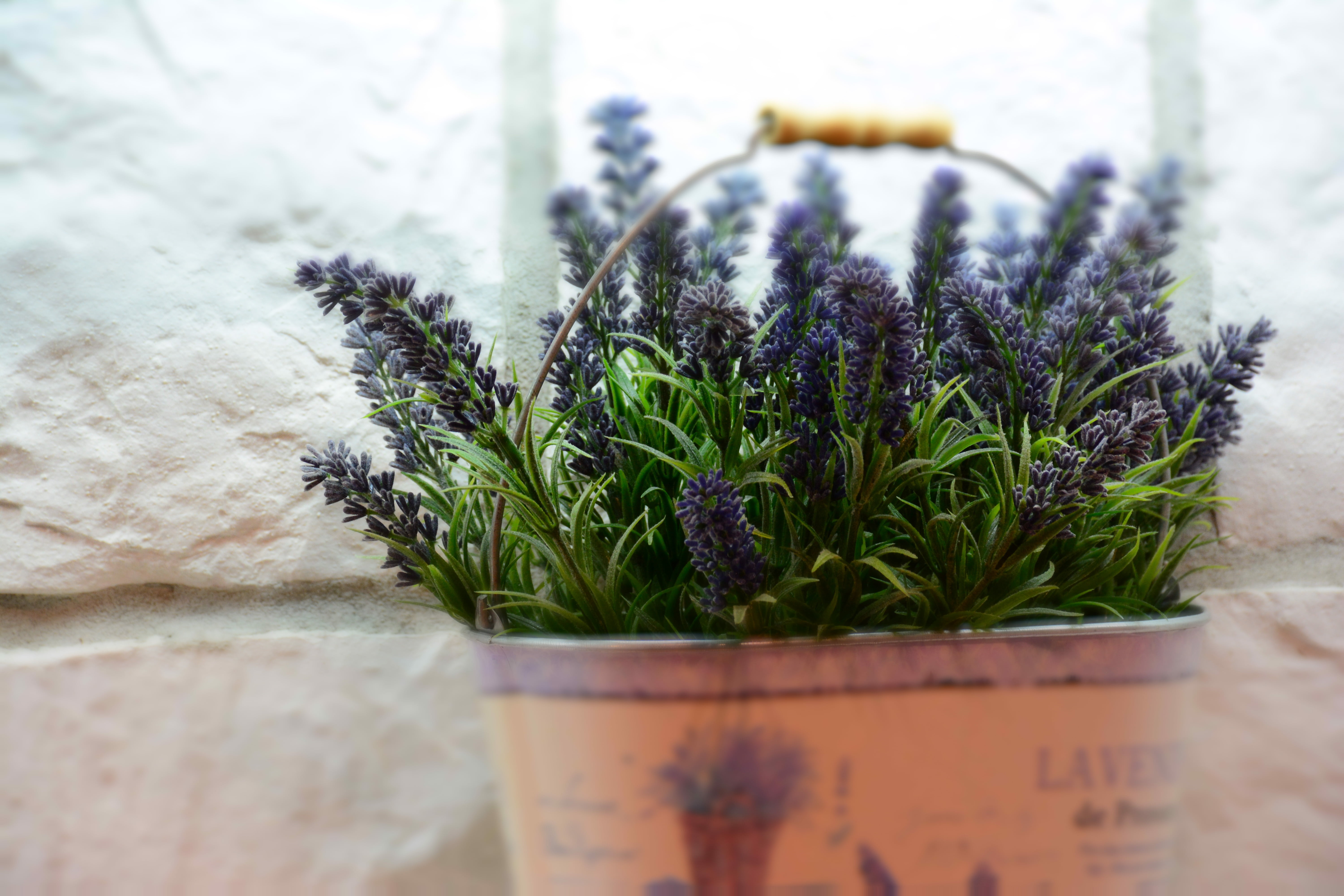 day, fragility, plant, growth, spa, no people, wall - building feature, close-up, wellness, flower pot, 5K, container, nature, houseplant, lavender, flower, HD Wallpaper