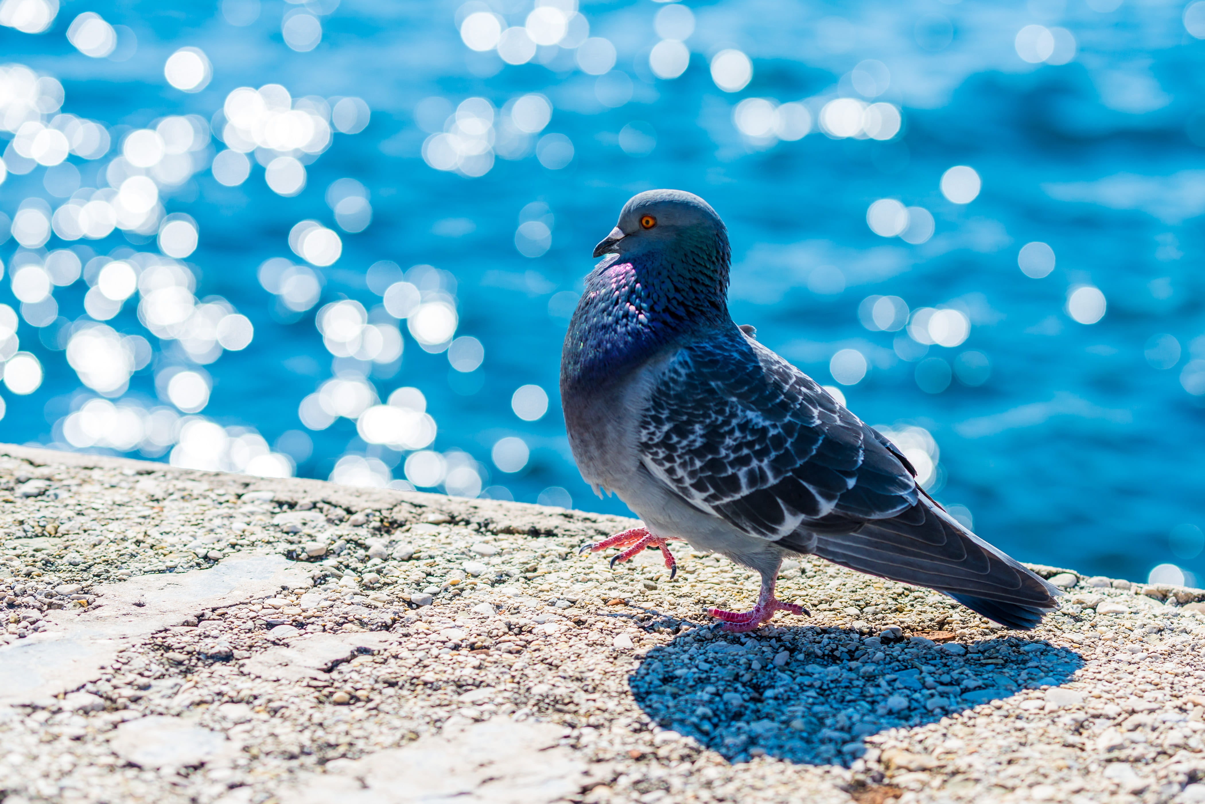 dove, city, profile, no people, squab, pidgeon, grey, perching, outdoors, selective focus, bird, one animal, sunlight, nature, water, blue, animal themes, HD Wallpaper