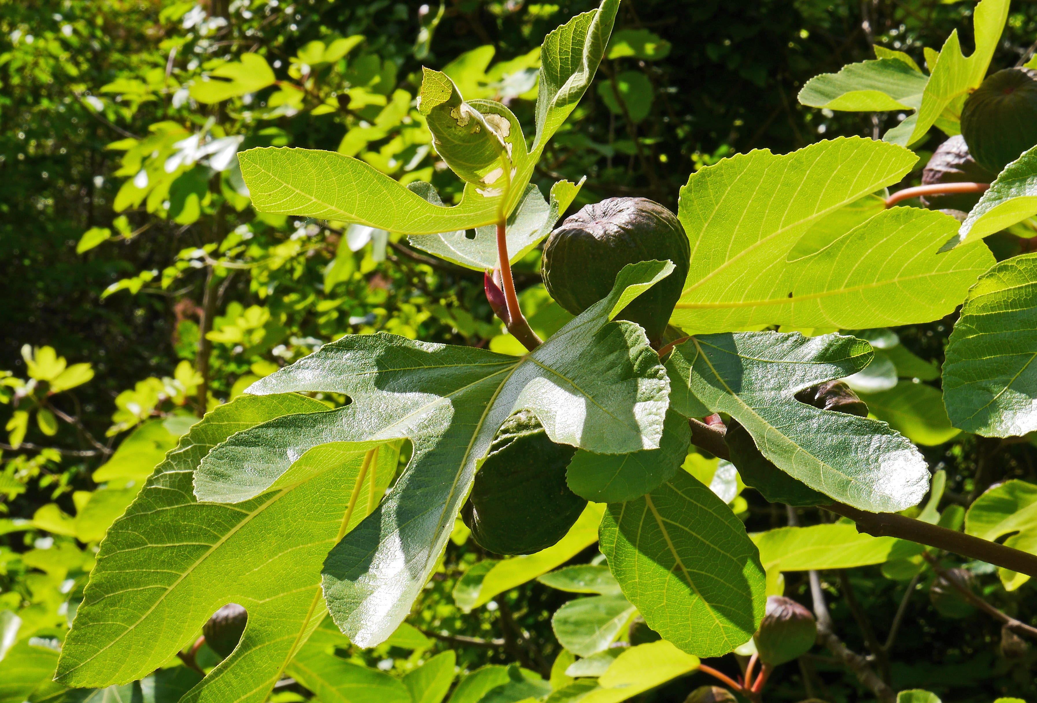 plant part, vertebrate, nature, figs, one animal, plant, branch, day, back light, animal wildlife, real coward, tree, green color, mediteran, food, leaves, HD Wallpaper