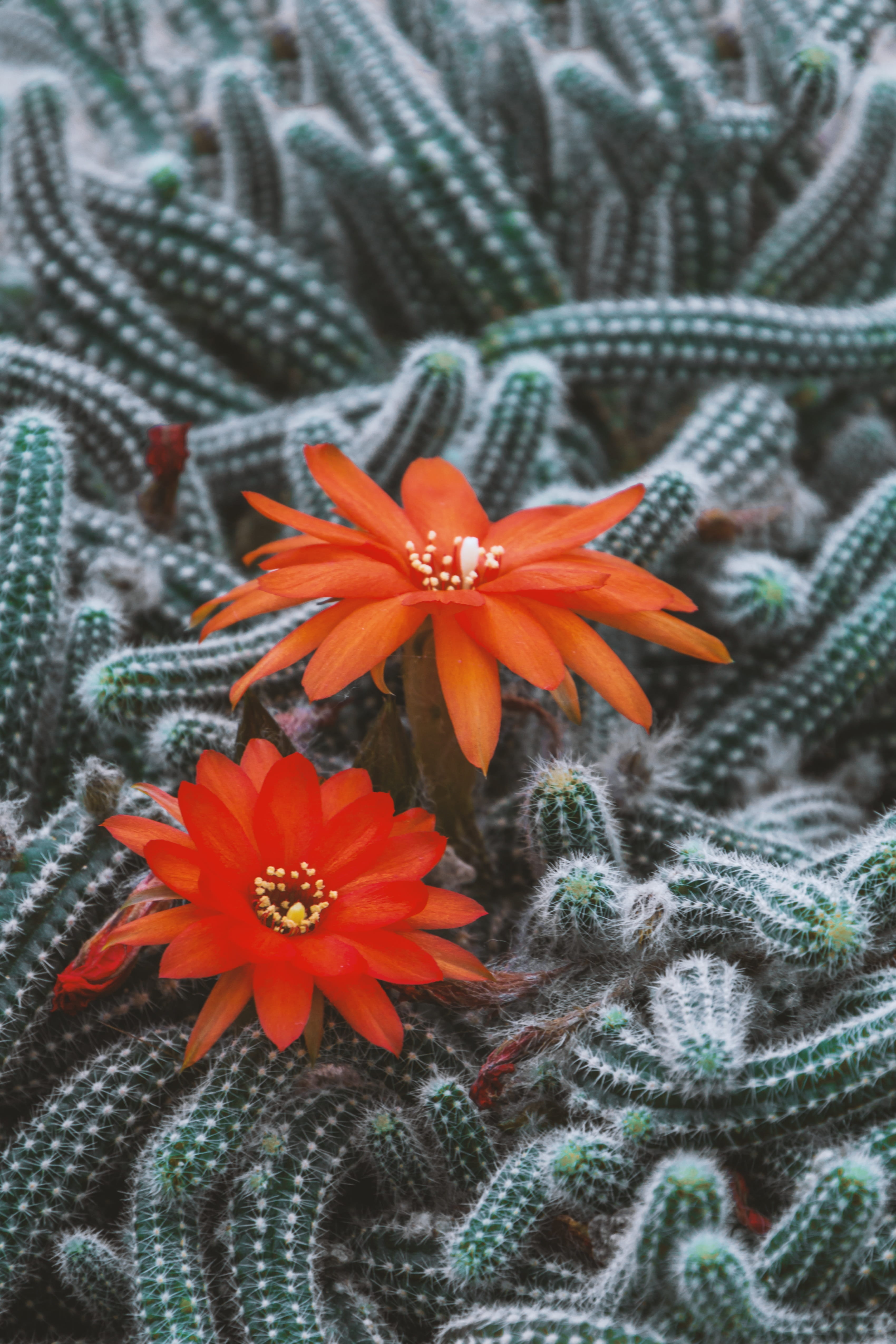 orange color, day, close-up, floral pattern, warm clothing, macro, no people, green, nature, beauty in nature, Flowers, inflorescence, thorns, fragility, Phone HD Wallpaper