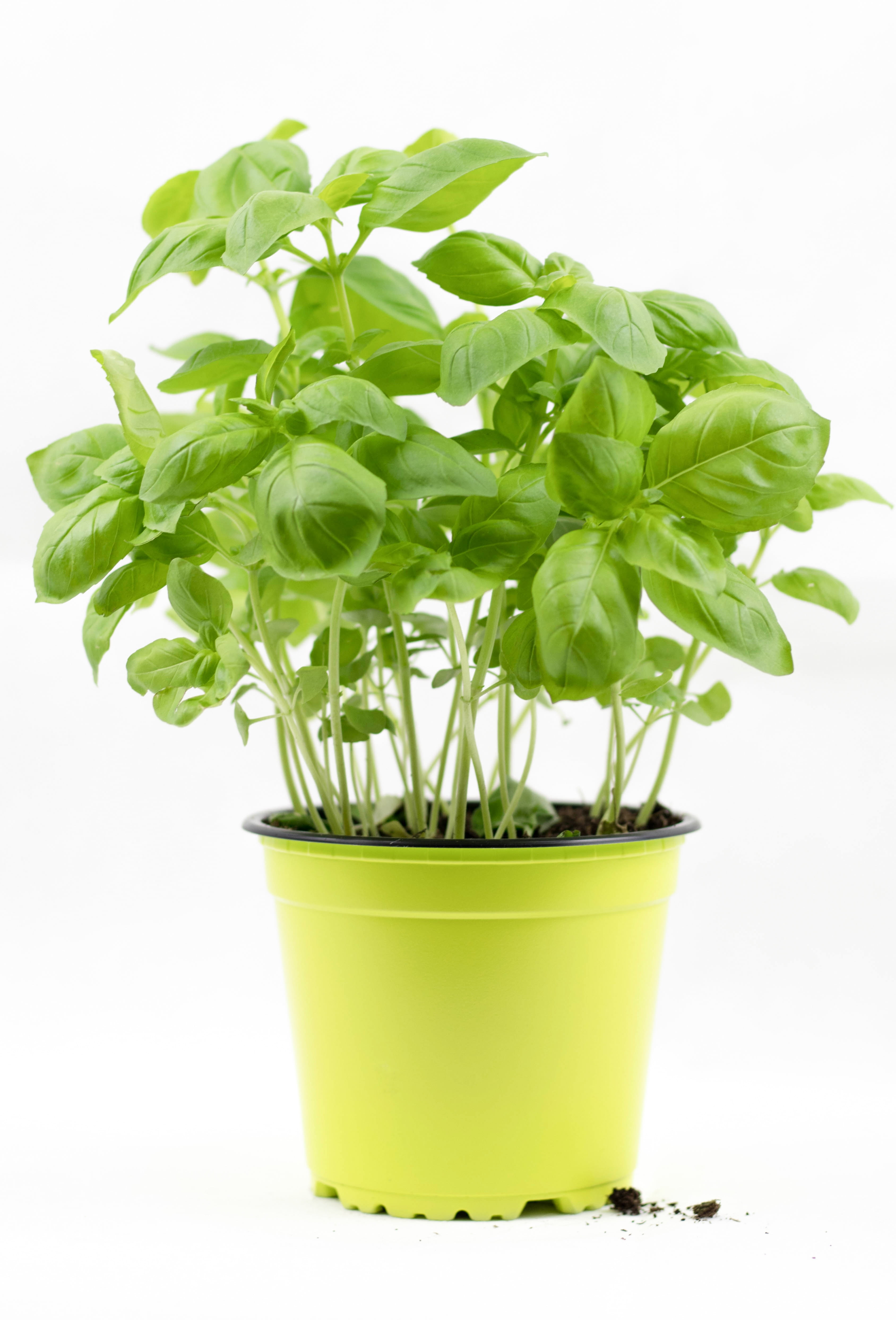 basil pot, italian, vegetable, 4K, plant, growth, no people, green, yellow, white background, herbs, still life, pot, studio shot, basil, culinary herbs, Phone HD Wallpaper