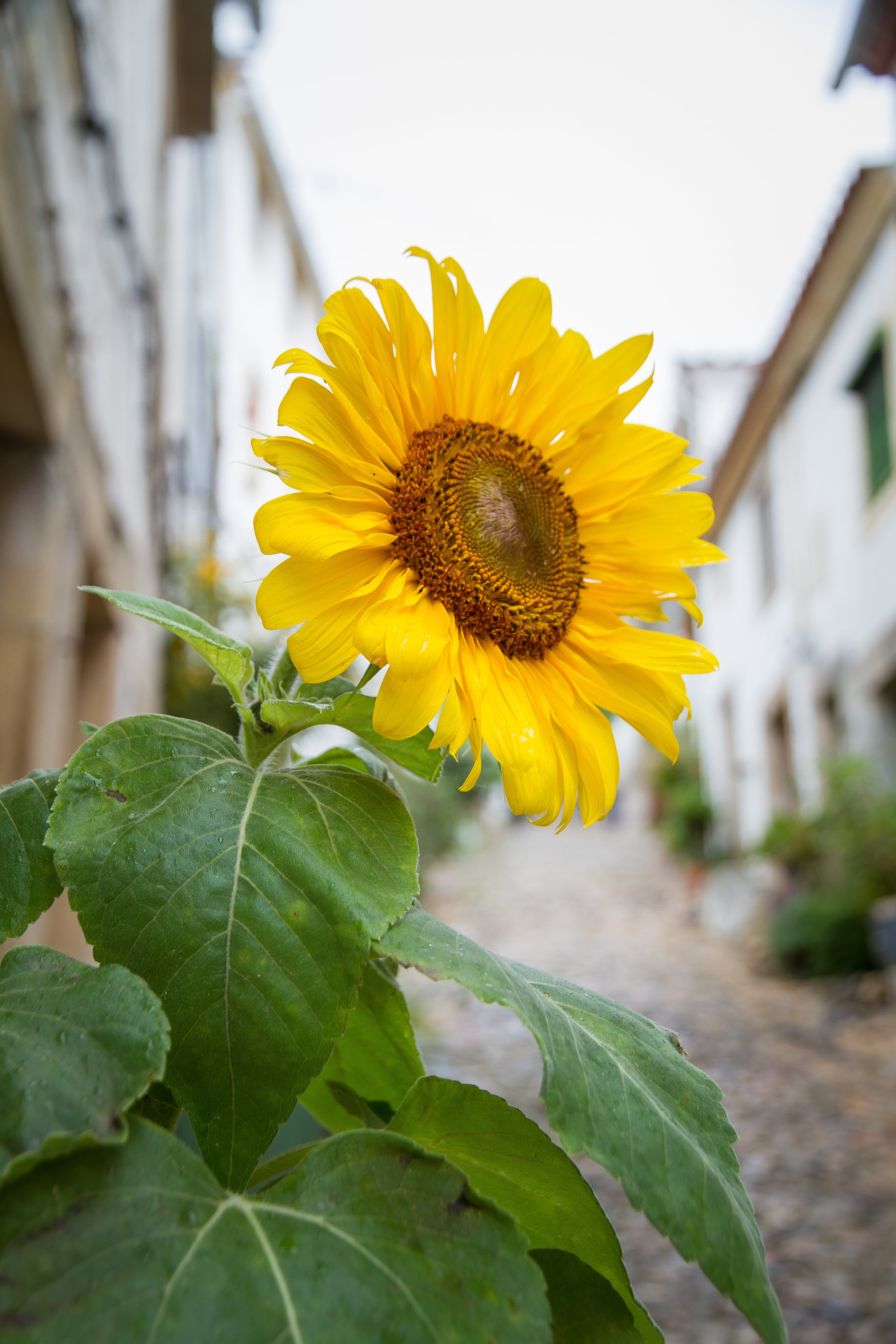 vulnerability, sun flower, inflorescence, agriculture, nature, portugal, mediteran, pollen, bloom, no people, beauty in nature, yellow, sunflower, blossom, Phone HD Wallpaper
