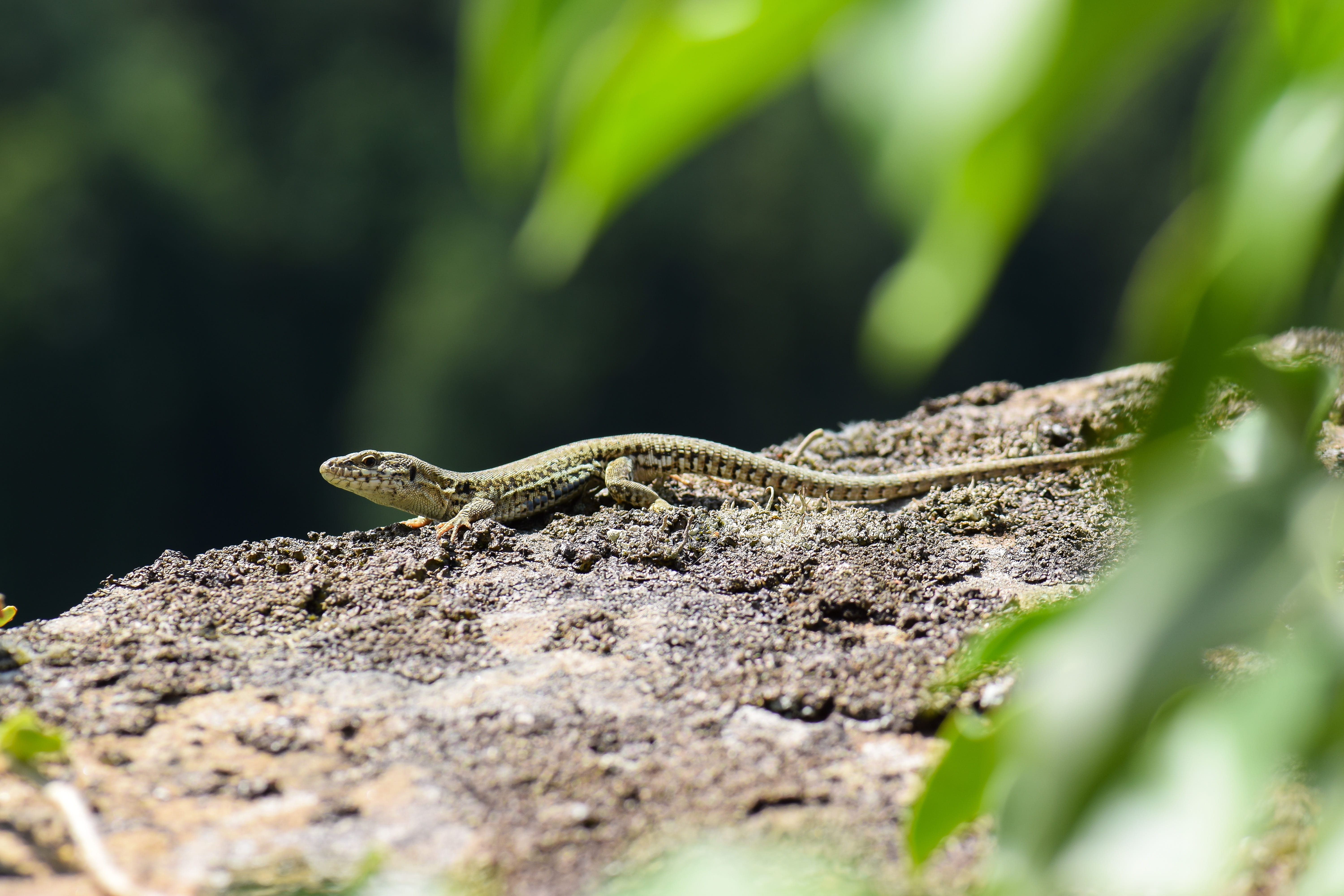 solid, poisonous, mediteran, animal wildlife, rock, day, vertebrate, rest, green, warm, curious, outdoors, animal scale, 5K, sunny, view, reptile, close-up, HD Wallpaper