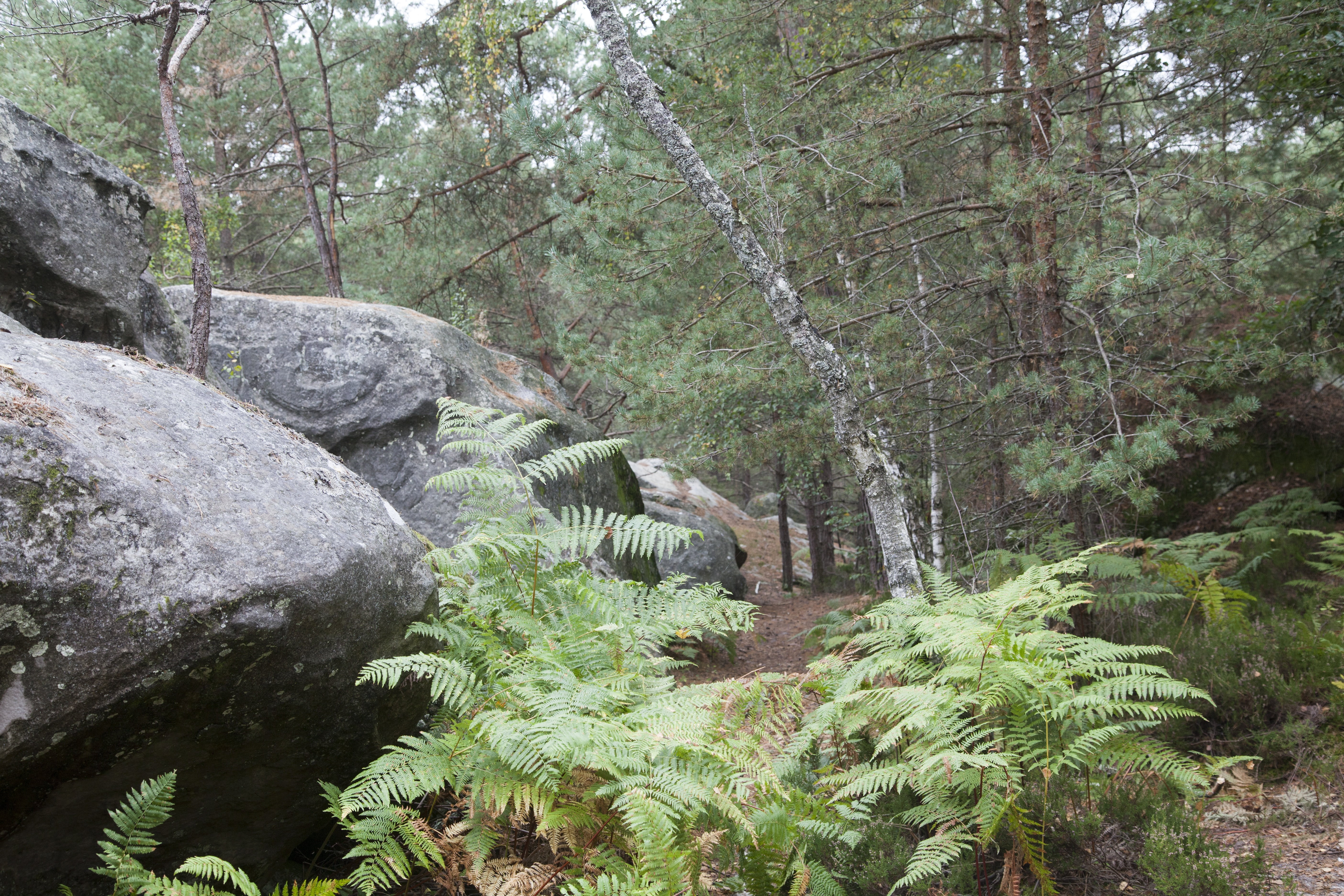 hardwood, forest, foliage, field, 5K, no people, foam, trees, hiking, fontainebleau, tree, trunk, undergrowth, solid, rock, green color, green, tranquility, HD Wallpaper