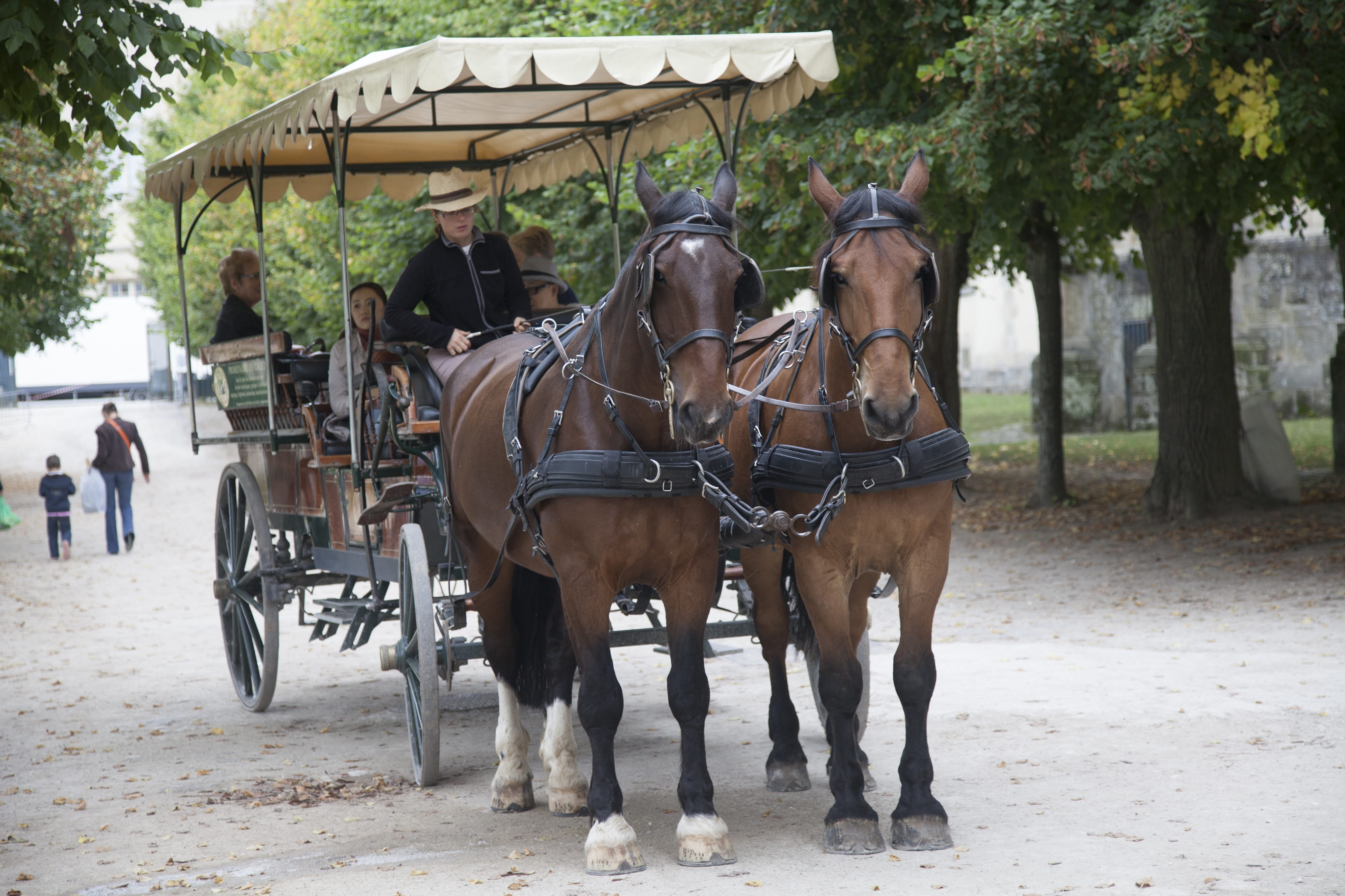 horse, horsedrawn, forest, good looking, day, vertebrate, outdoors, Ride, livestock, nature, Carriage, Horses, cart, two animals, animal wildlife, herbivorous, HD Wallpaper