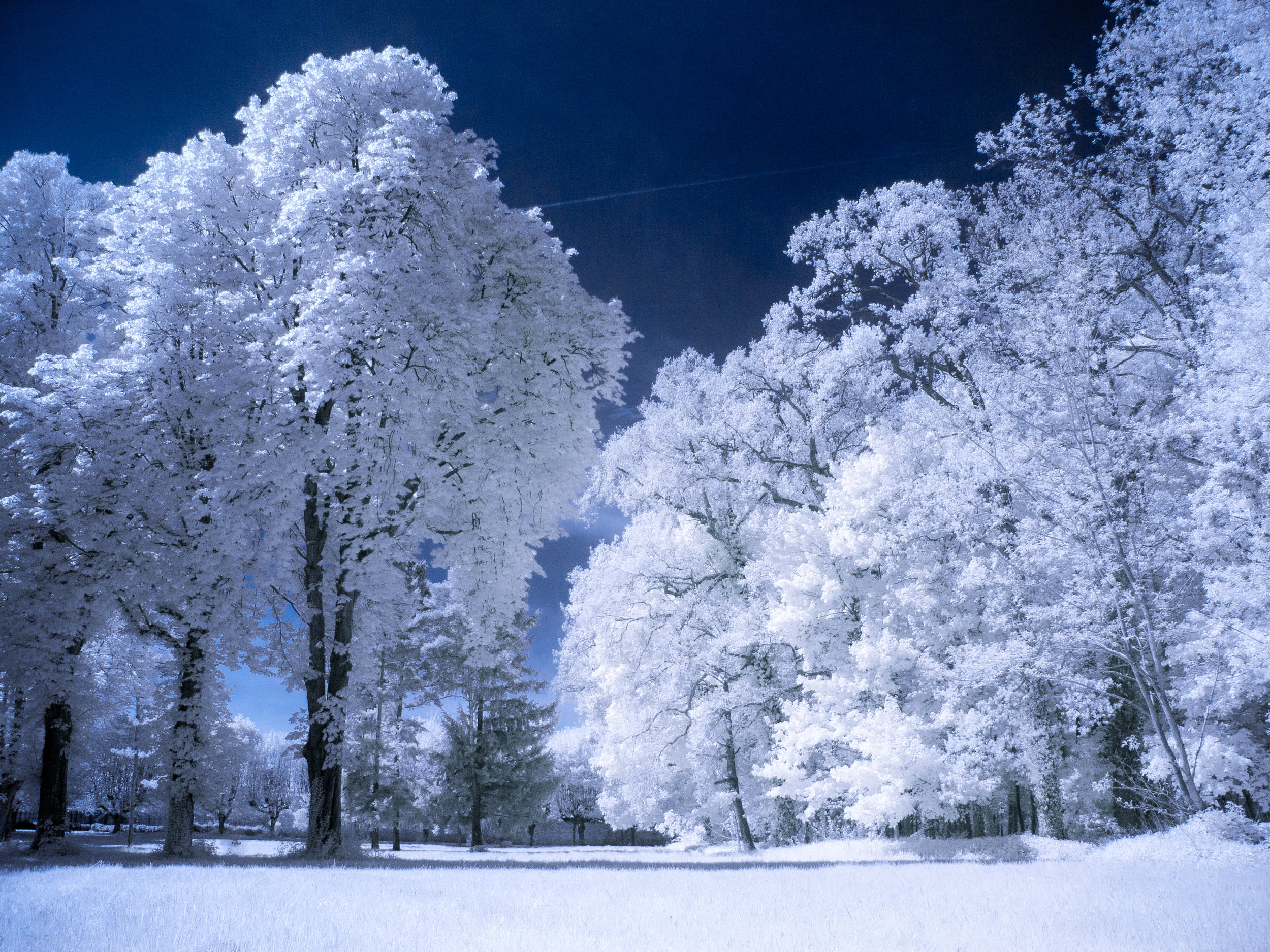 white, nature, Fontainebleau, trees, scenics, 1080P, ice, snow, grand, outdoors, blanc, tree, cold - Temperature, frost, landscape, season, blue, frozen, HD Wallpaper