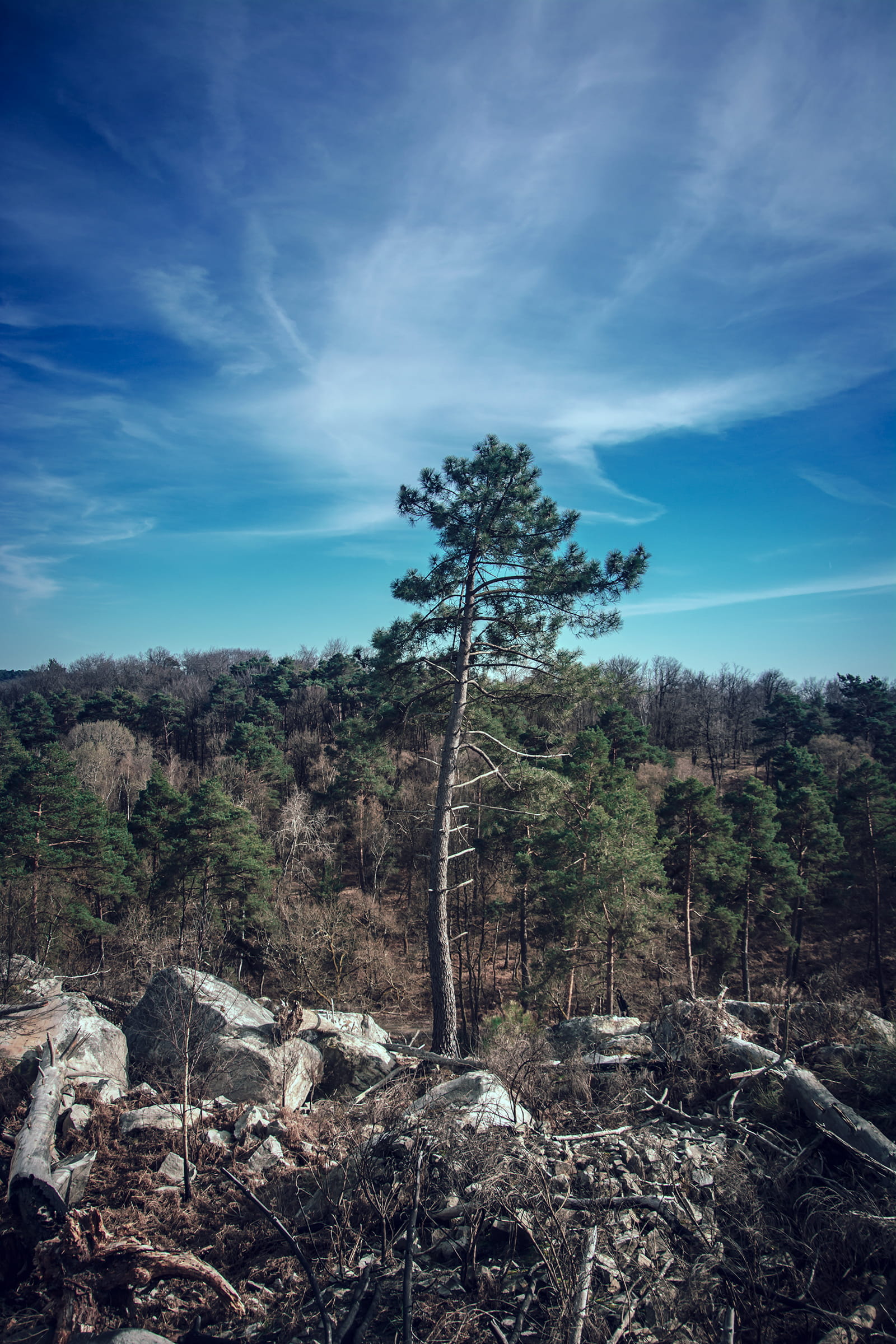 cloudy, nature, cloud - sky, land, landscape, forest, trees, tranquility, growth, no people, 1080P, photography, blue, tranquil scene, field, pin, non-urban scene, Phone HD Wallpaper