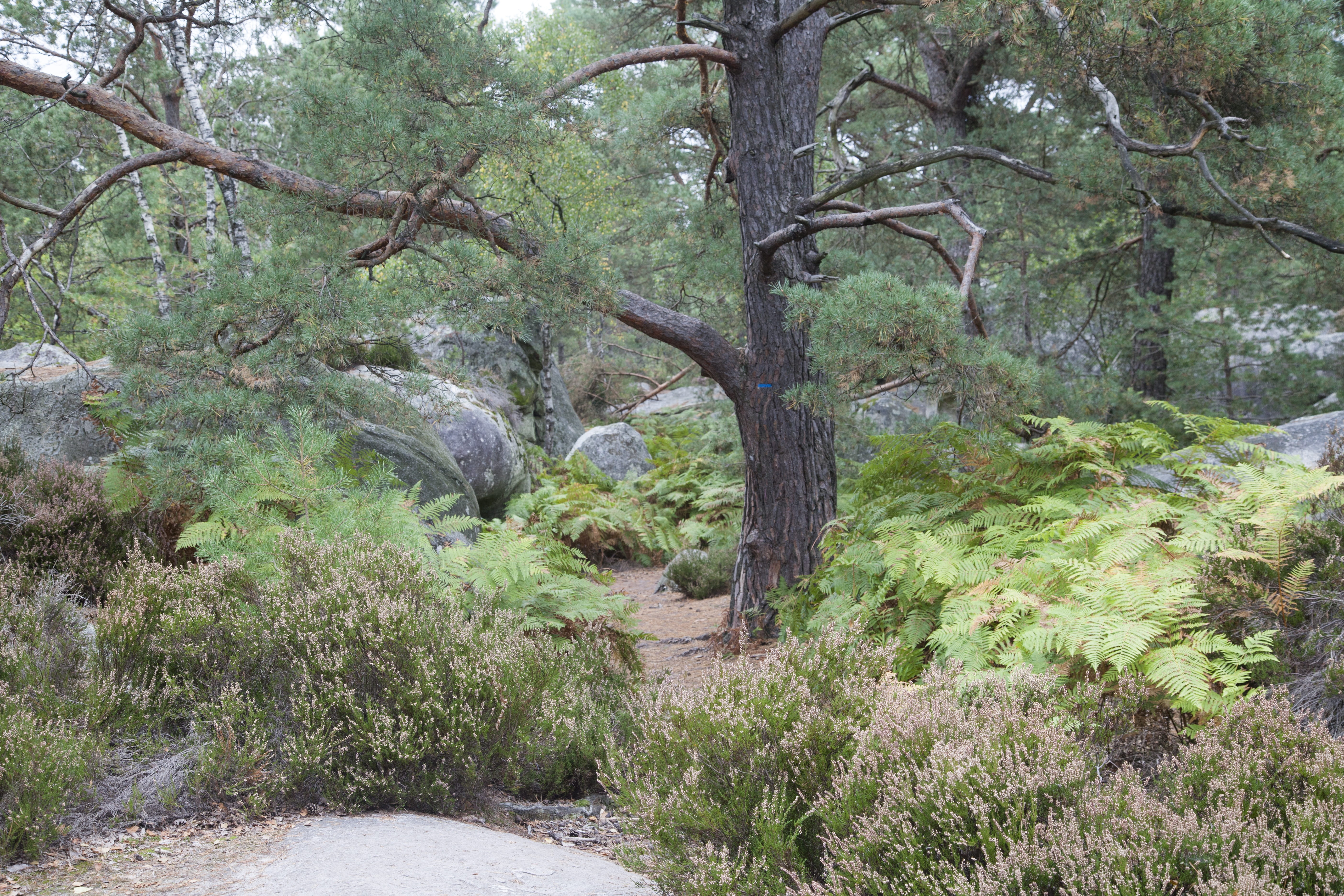 trees, flowing water, tranquility, nature, under wood, rock, tranquil scene, green color, hiking, pierre, undergrowth, no people, vegetation, lush foliage, HD Wallpaper