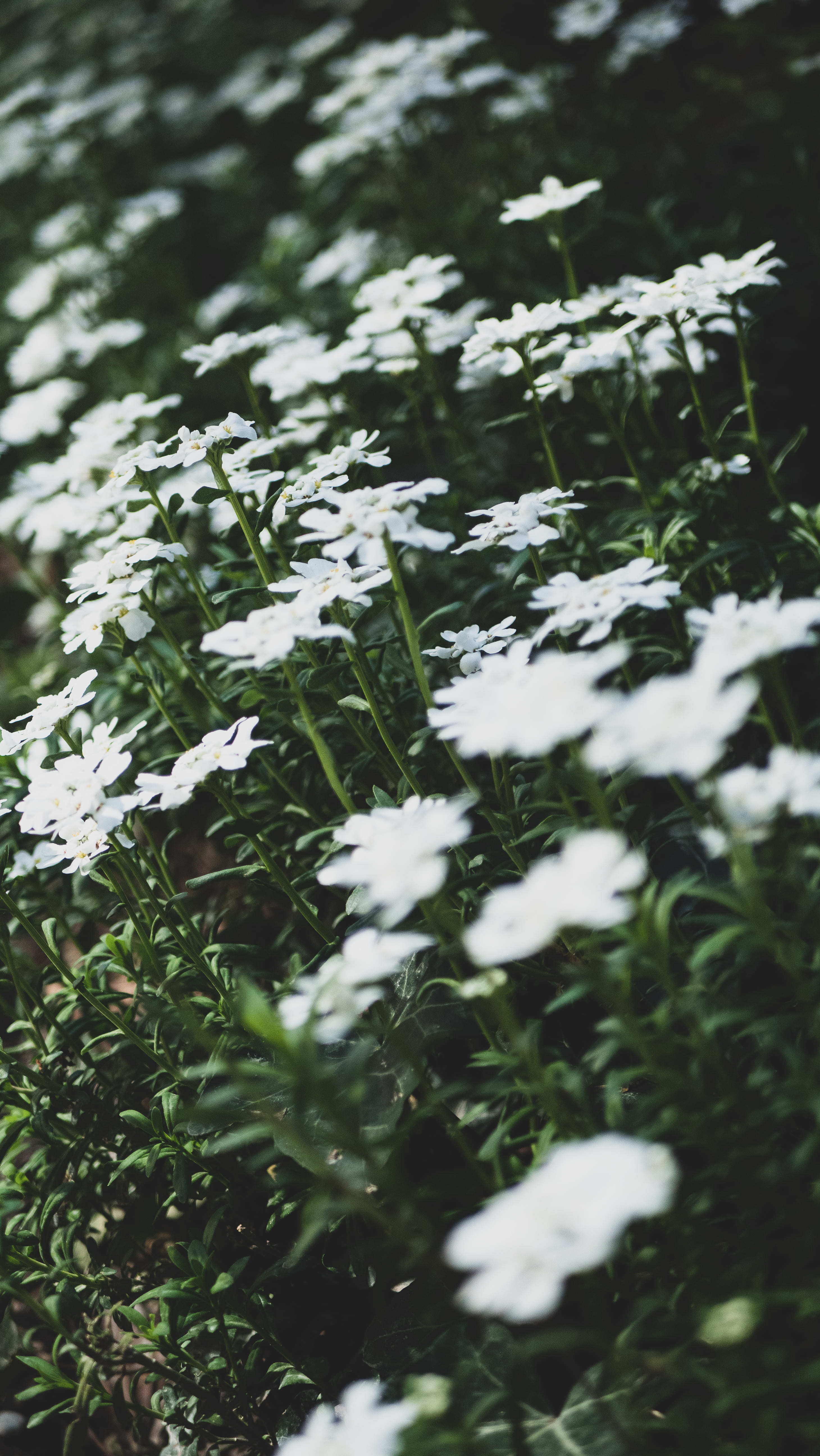 white flowers, bird, close-up, green, arenaria, summer, flower, snow, winter, no people, grass, france, blossom, animal, focus, leaf, commercial, day, petal, Phone HD Wallpaper