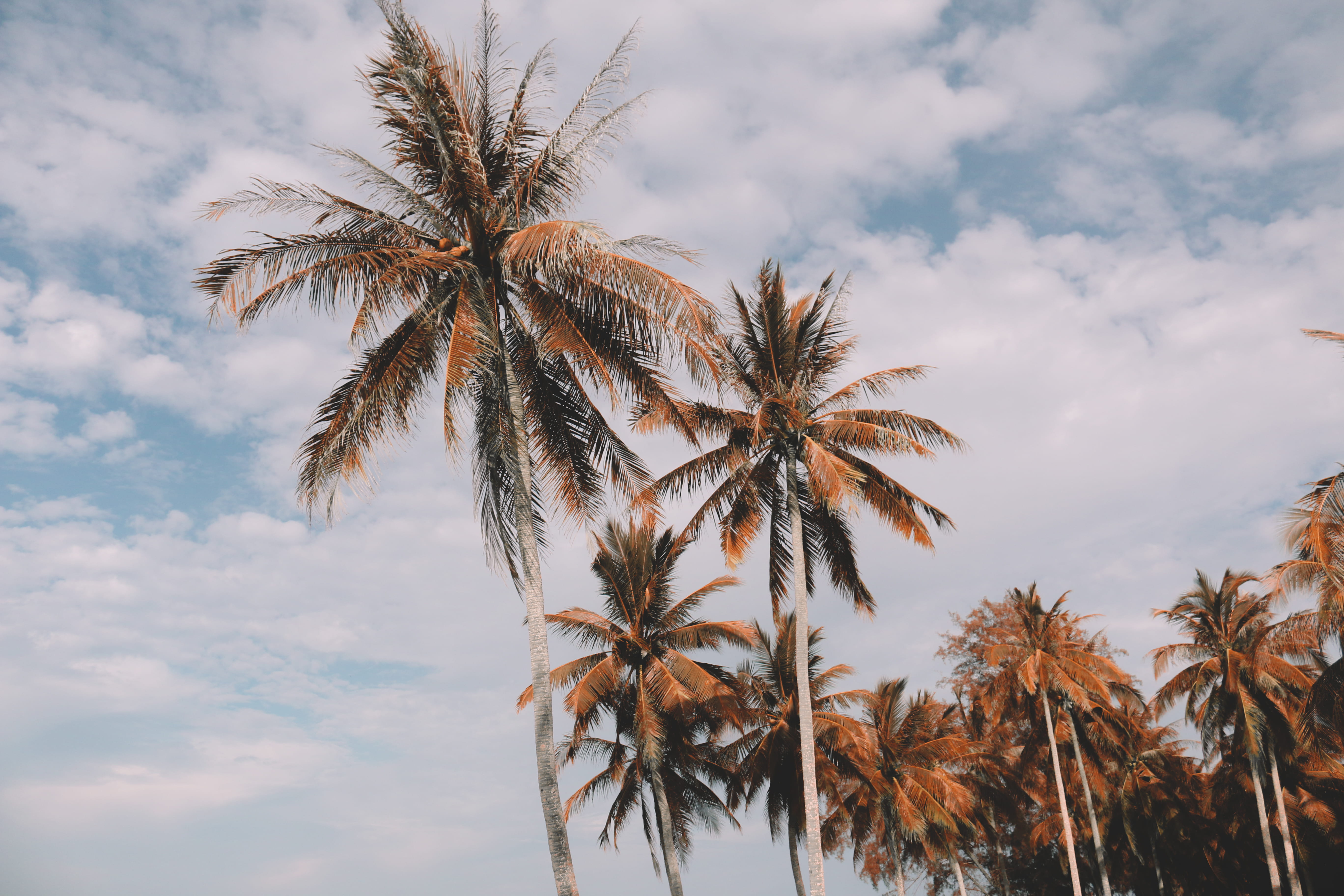 day, tropic, trunk, sky, beauty in nature, tree trunk, paradise, palmera, cloud - sky, angle, no people, outdoors, palm, cloudscape, low angle view, scene, HD Wallpaper
