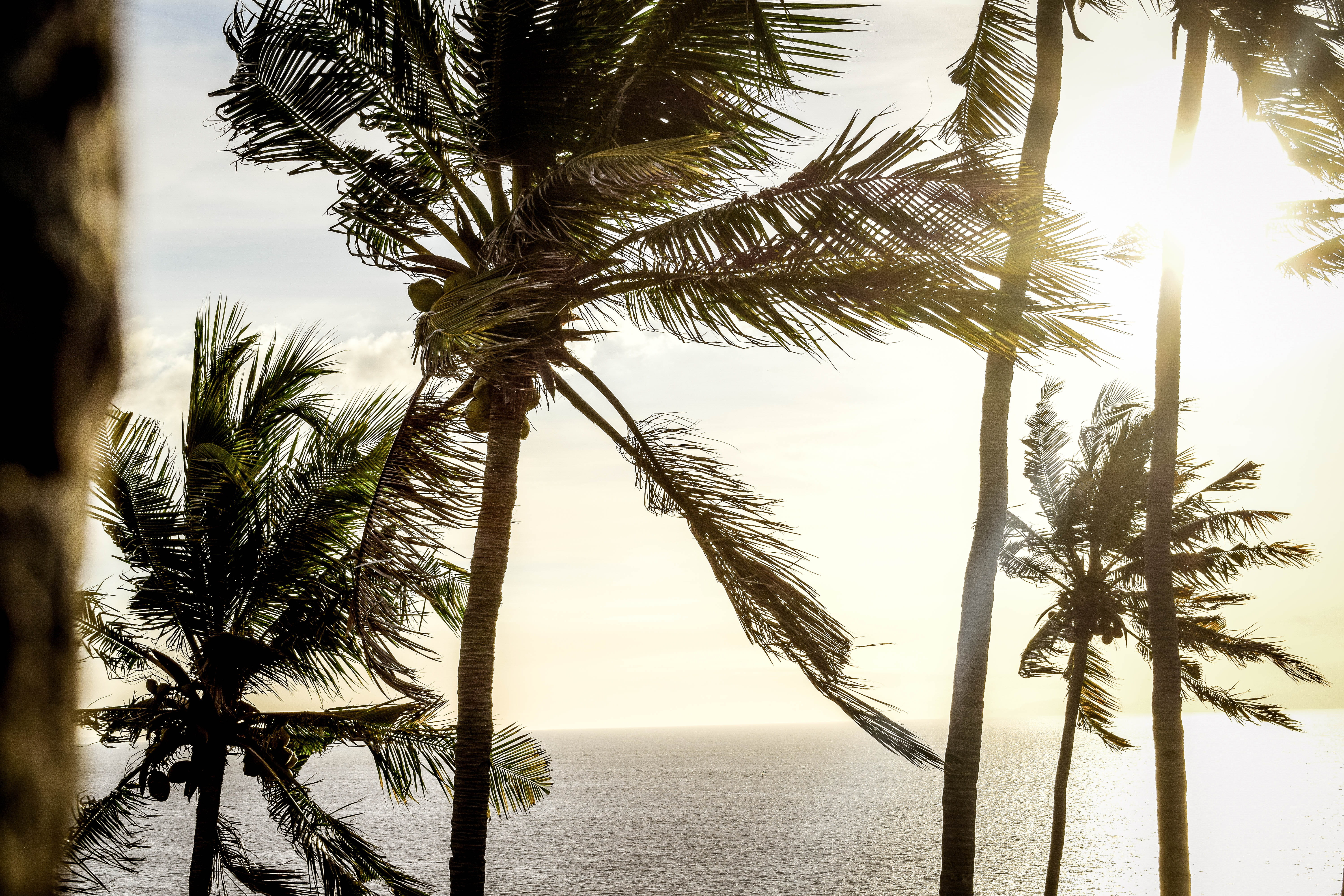 scenics - nature, plant, sky, nature, horizon over water, bali, palm trees, lombok, tranquility, trunk, palm tree, coconut, growth, no people, palm leaf, HD Wallpaper