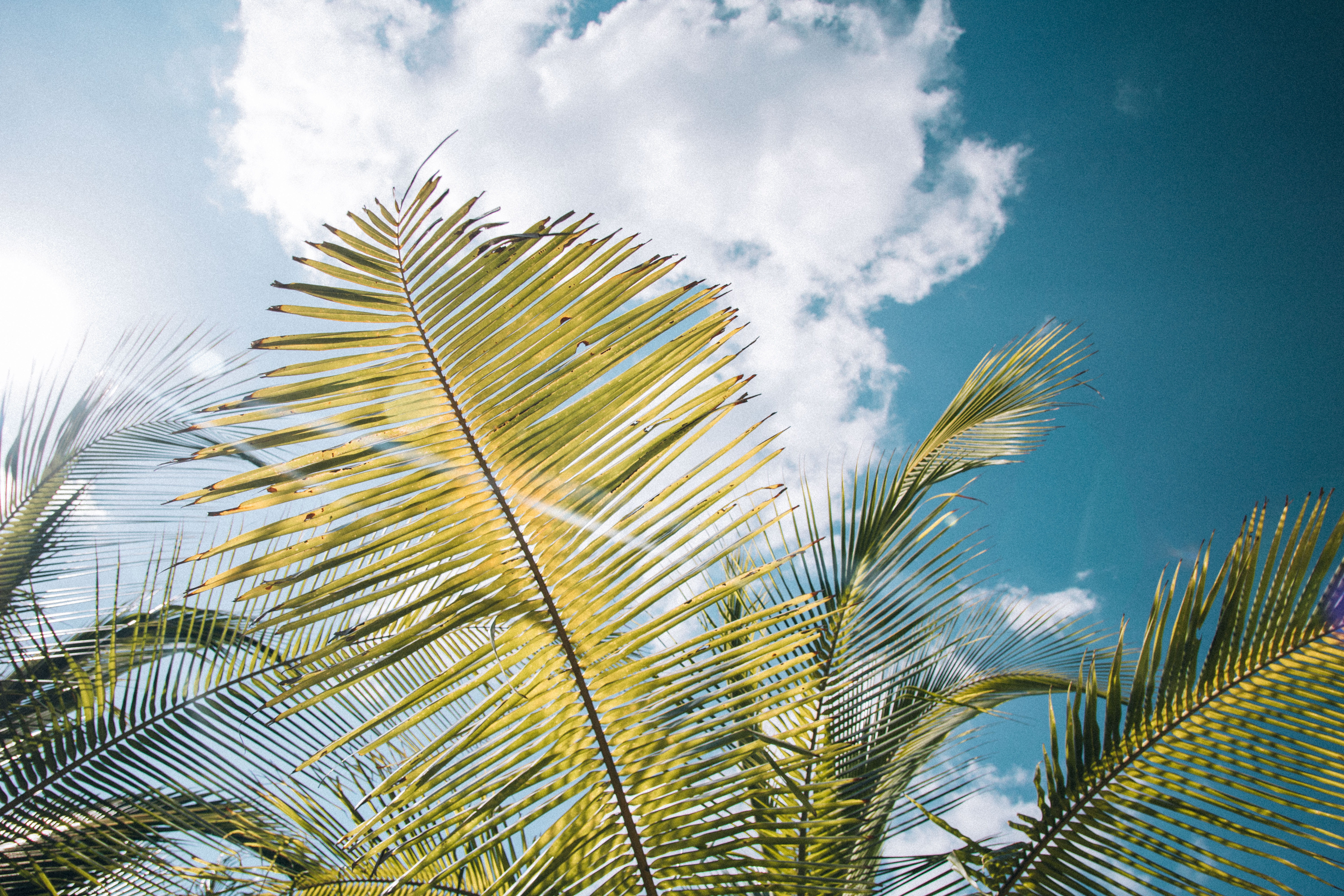tropical climate, coconut palm tree, sunlight, low, venao, green color, sky, 5K, day, low angle view, directly below, plant, clouds, playa, nature, surfers beach, HD Wallpaper