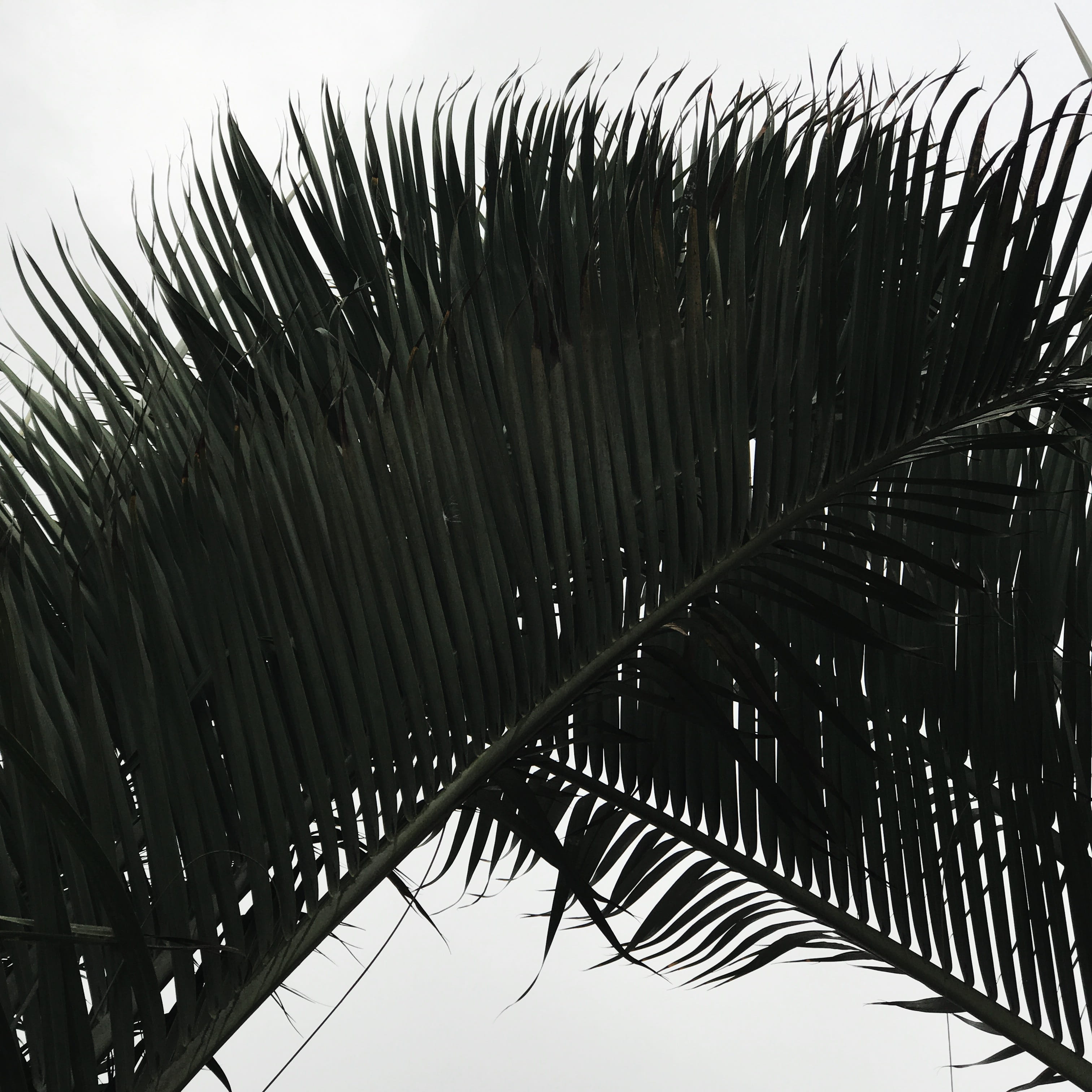 tranquility, day, outdoors, close-up, clear sky, canary, tropical climate, low angle view, growth, spain, palm tree, nature, no people, palmeras, palm, Phone HD Wallpaper