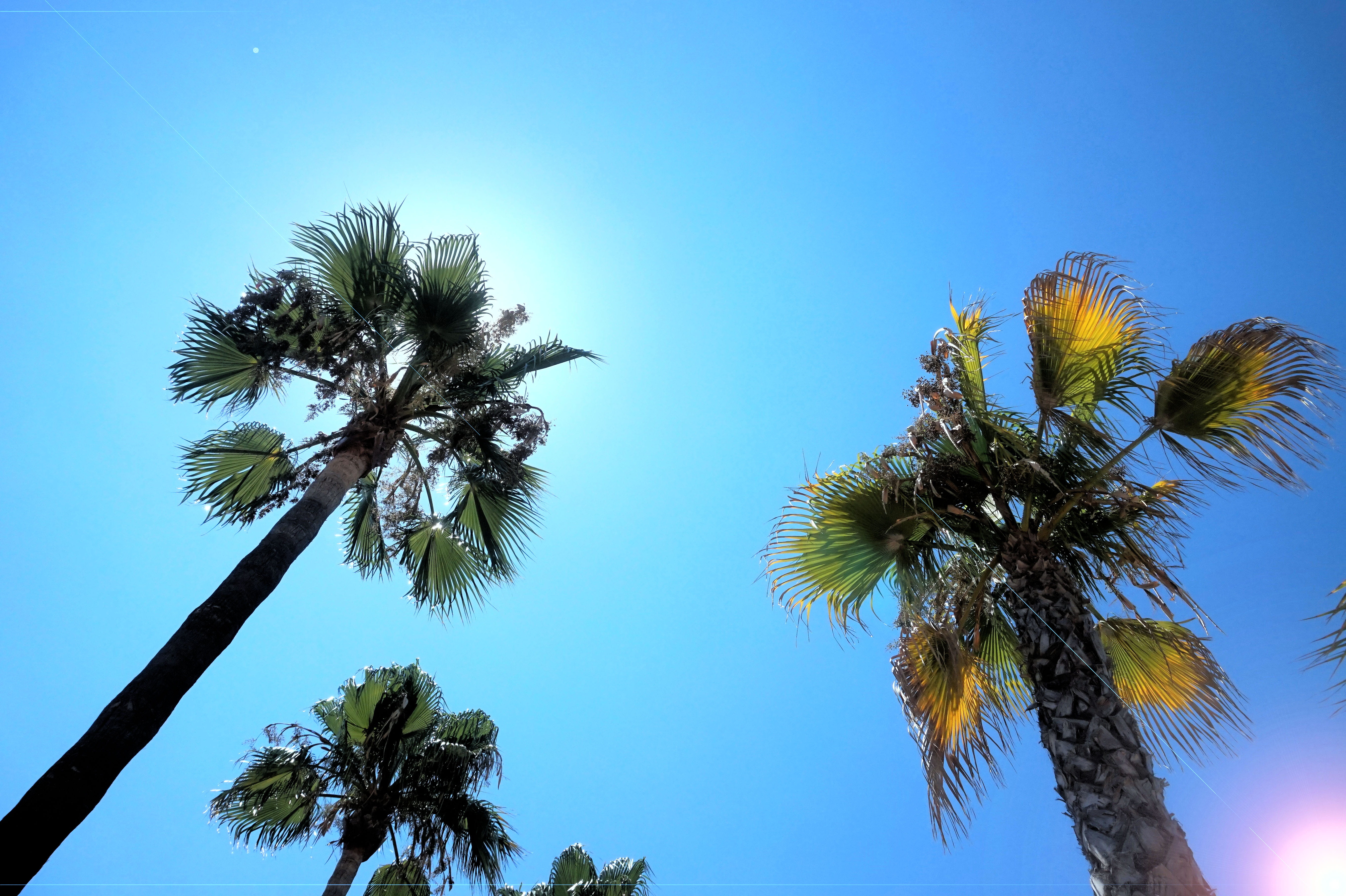 blue sky, tropical tree, outdoors, no people, clear sky, beauty in nature, wild, day, natural, mallorca, palmera, 5K, plant, tall - high, tranquility, HD Wallpaper