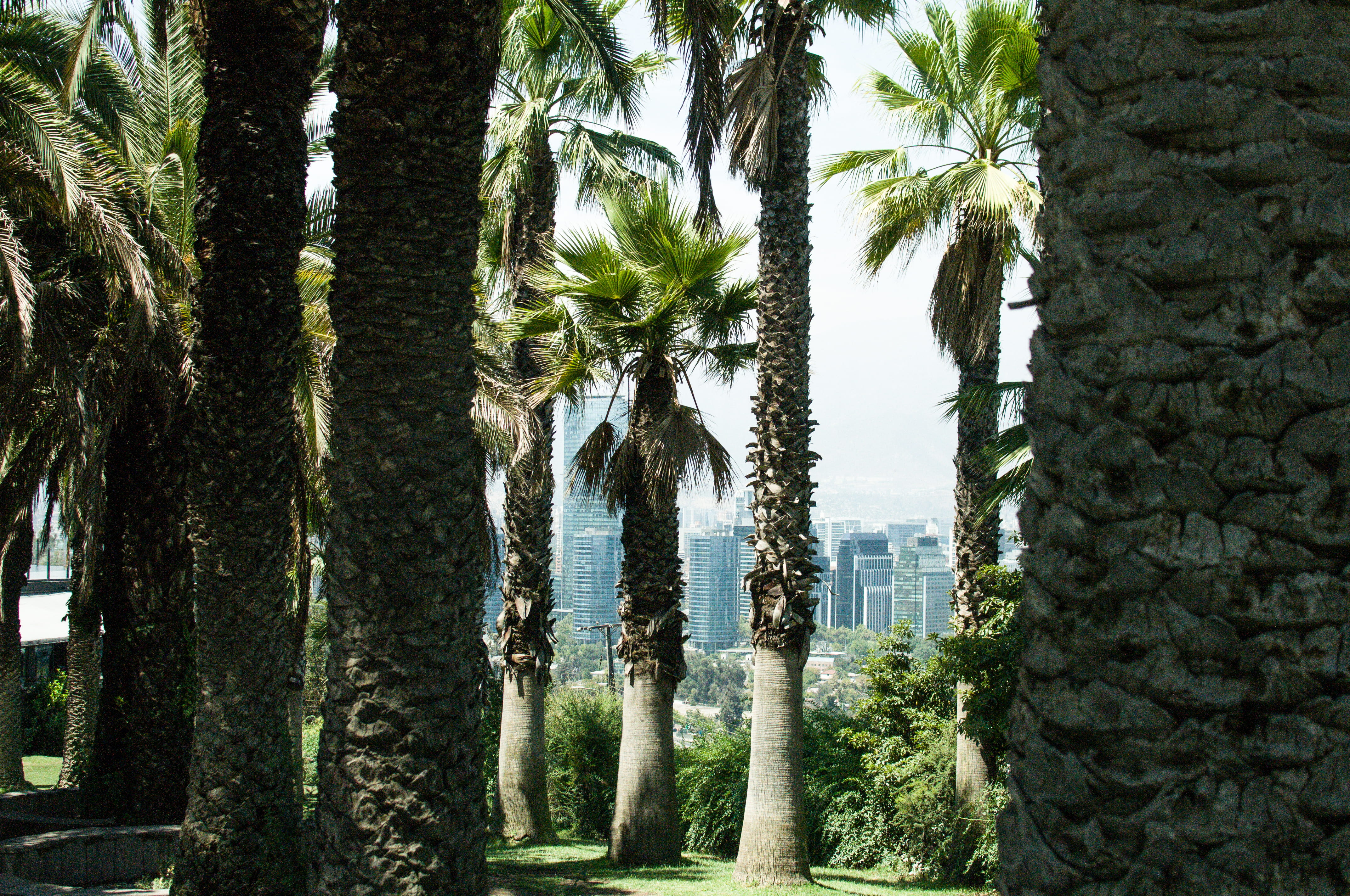 tranquil scene, ciudad, tranquility, day, beauty in nature, palmeras, architecture, plant part, no people, green color, santiago, trunk, coconut palm tree, HD Wallpaper