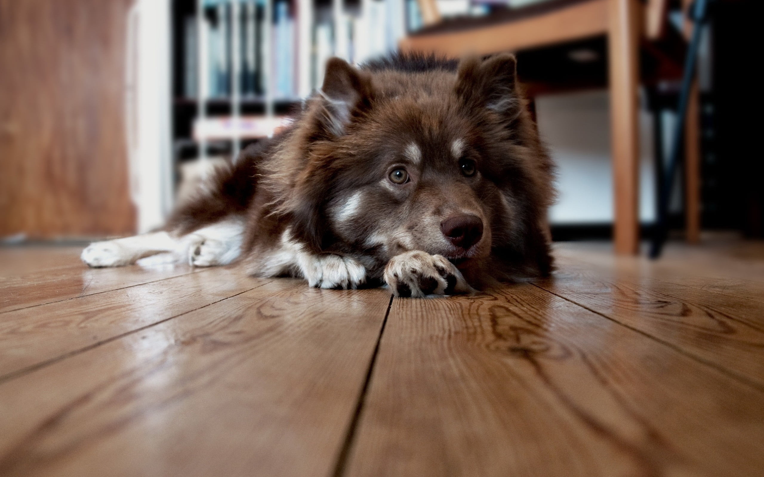 relaxation, dog, lapphund, face, no people, white, surface level, hardwood floor, lying down, adult, canine, wood, finnish, animal themes, looking at camera, HD Wallpaper