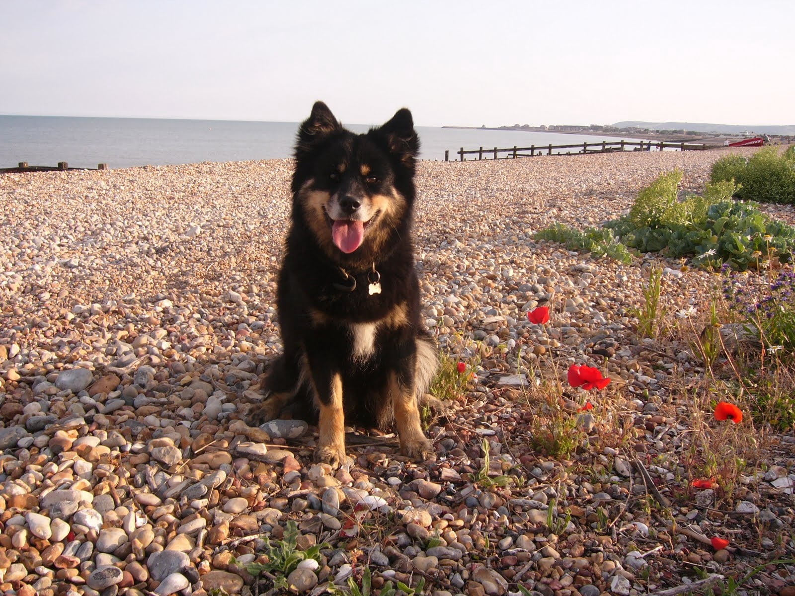 looking, mammal, pets, tan, cute, facial expression, vertebrate, portrait, sea, sticking out tongue, no people, friendship, sit, shepherd, sheepdog, beach, HD Wallpaper