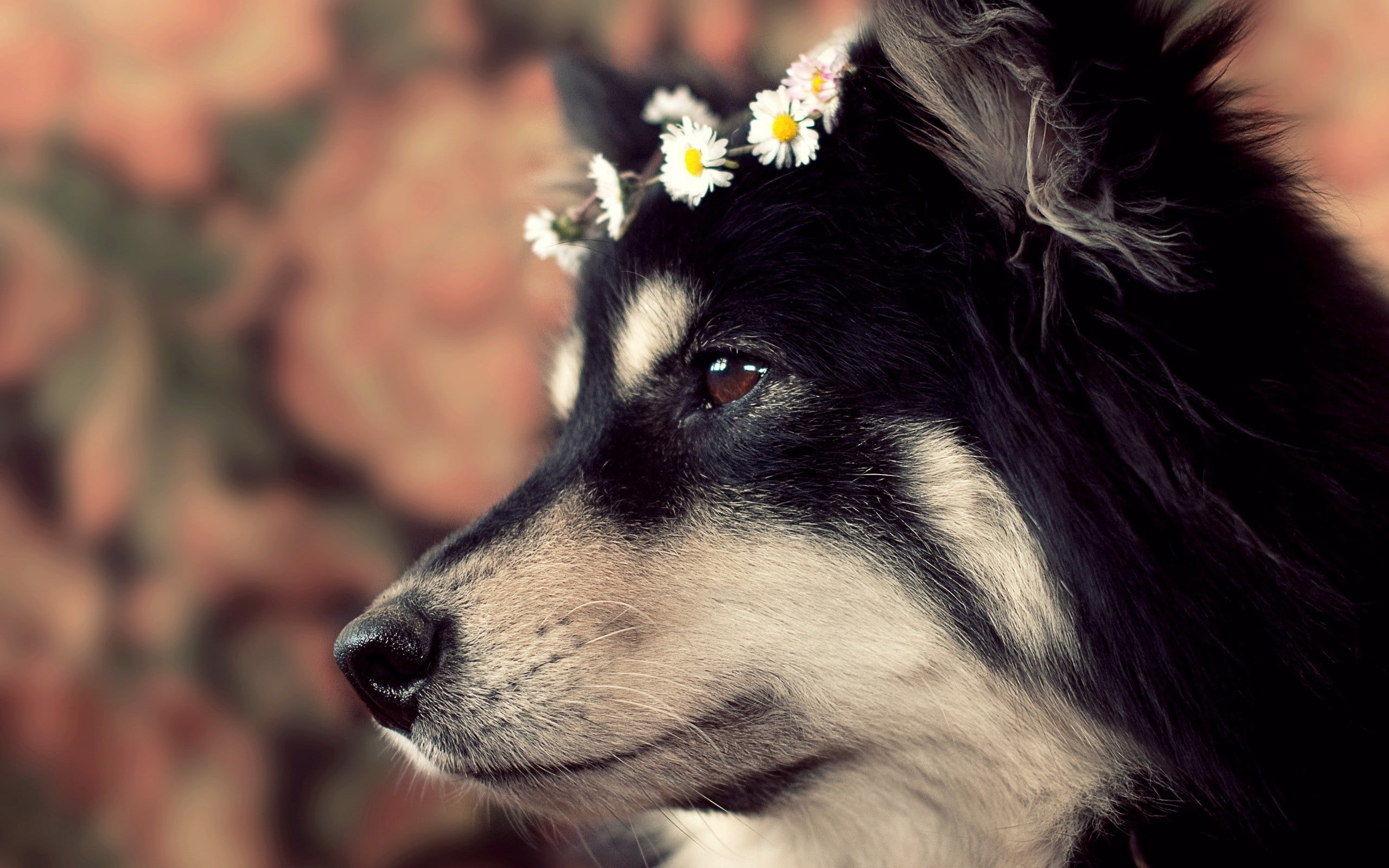 profile view, outdoors, no people, fur, sled Dog, animal body part, puppy, pets, domestic Animals, flower, looking, animal head, animal, nature, young Animal, HD Wallpaper