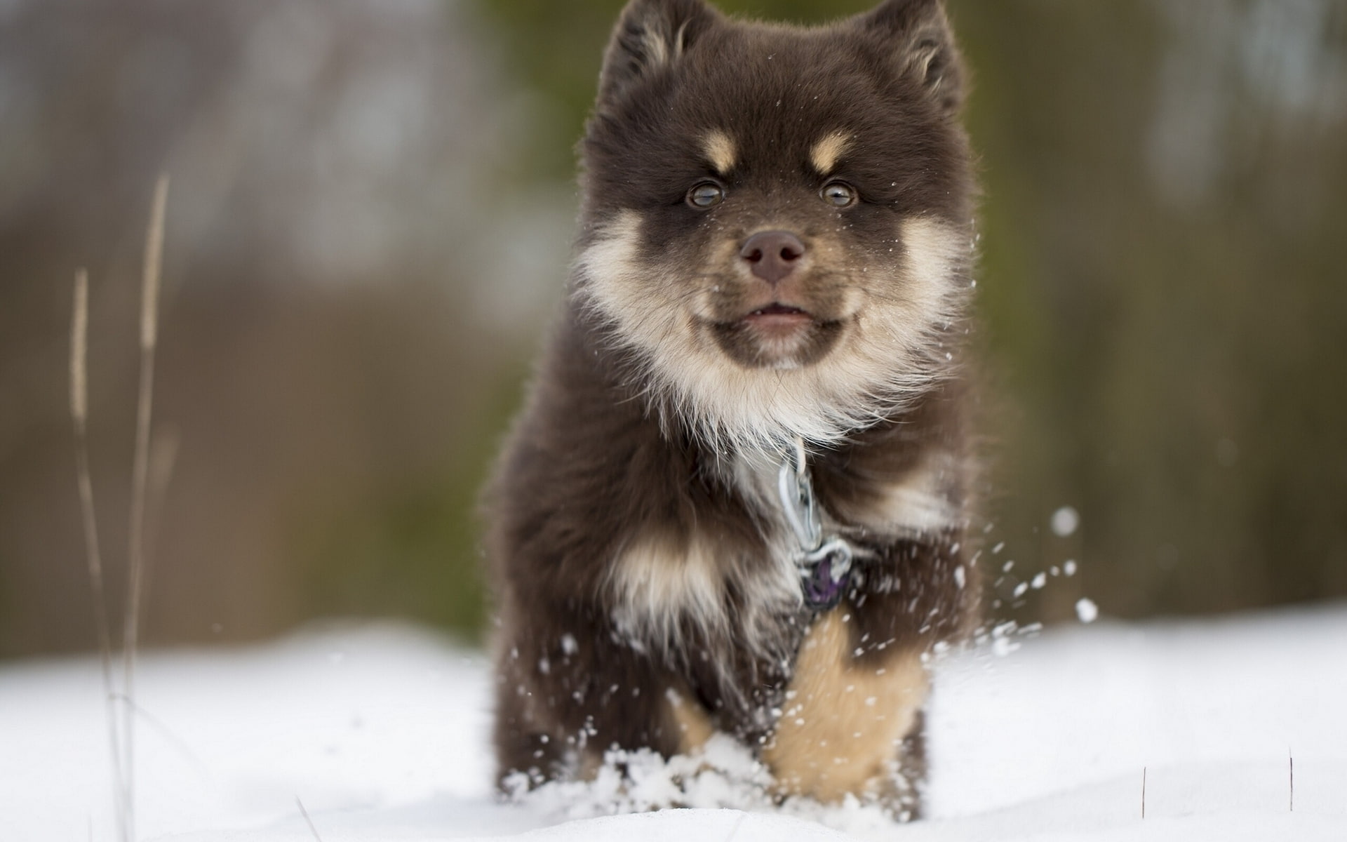 finnish, puppy, lapphund, 1080P, HD Wallpaper