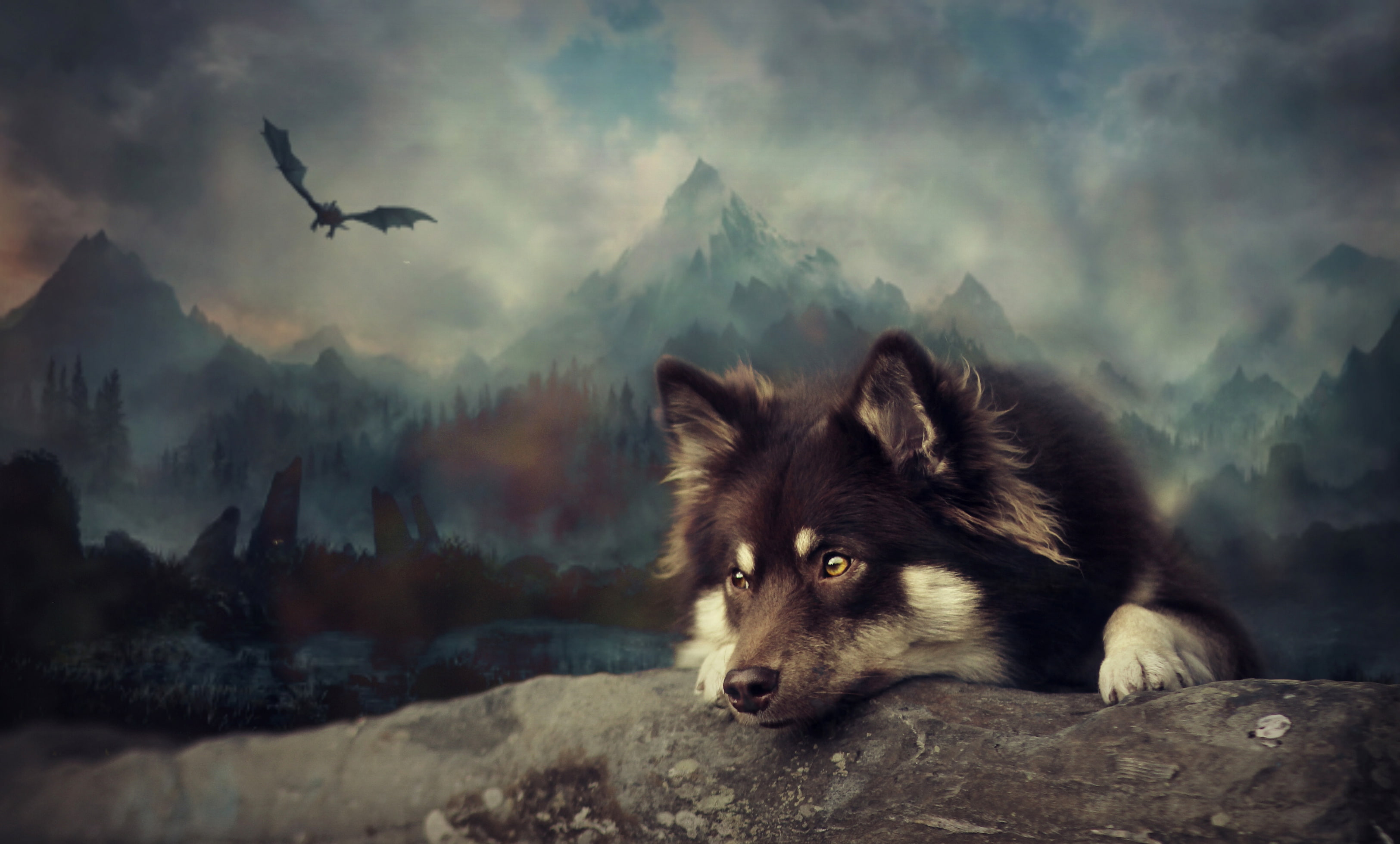dog, art, Finnish lapphund, 2K, HD Wallpaper