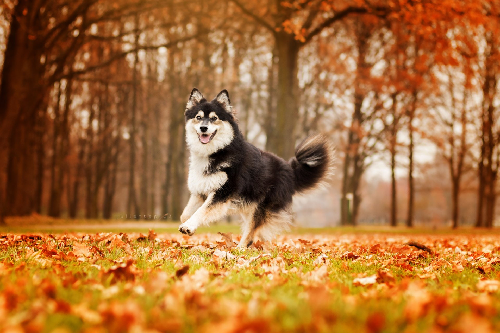 Finnish Lapphund, Dog, 1080P, Dogs, HD Wallpaper