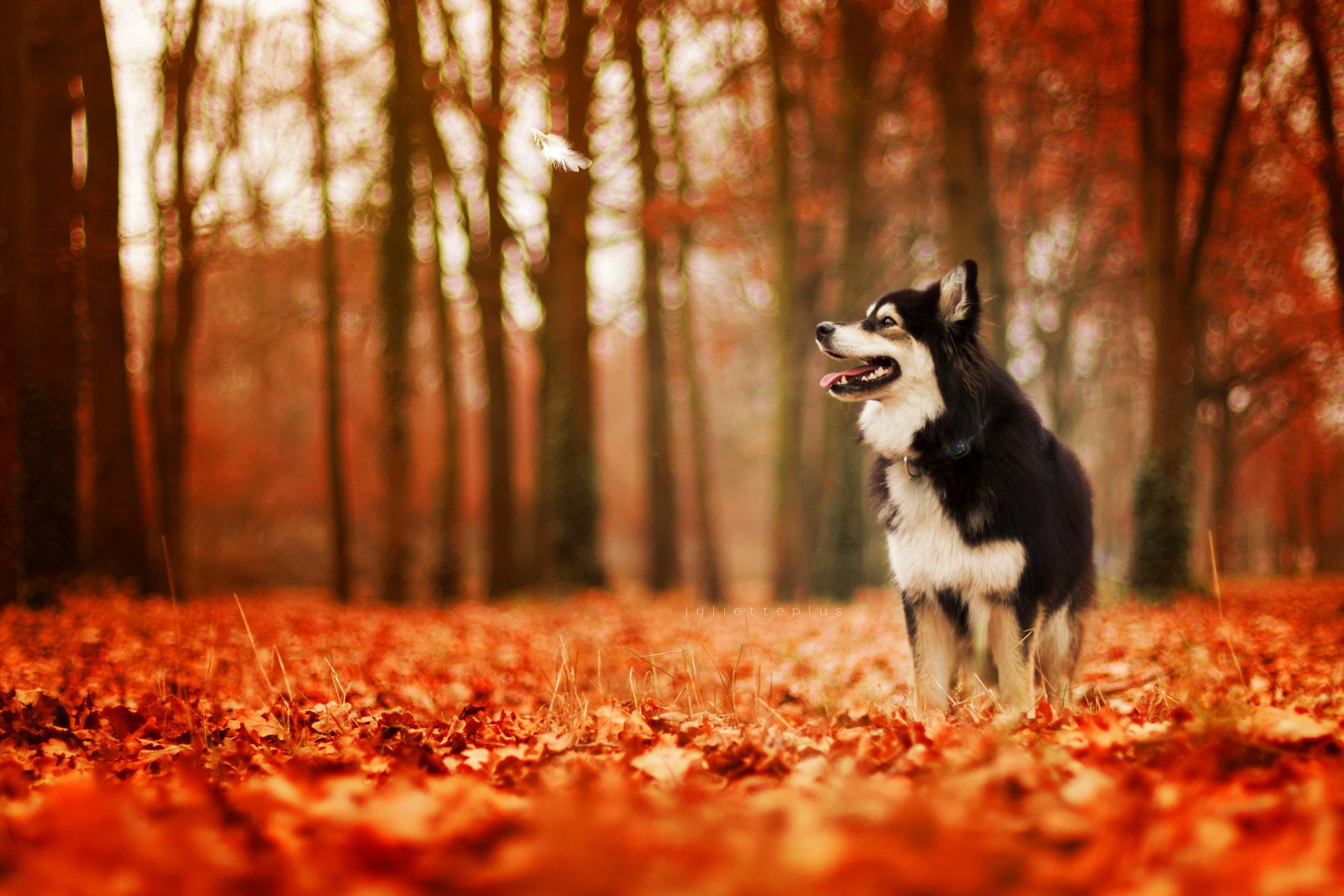 Finnish Lapphund, Dog, 1080P, Dogs, HD Wallpaper