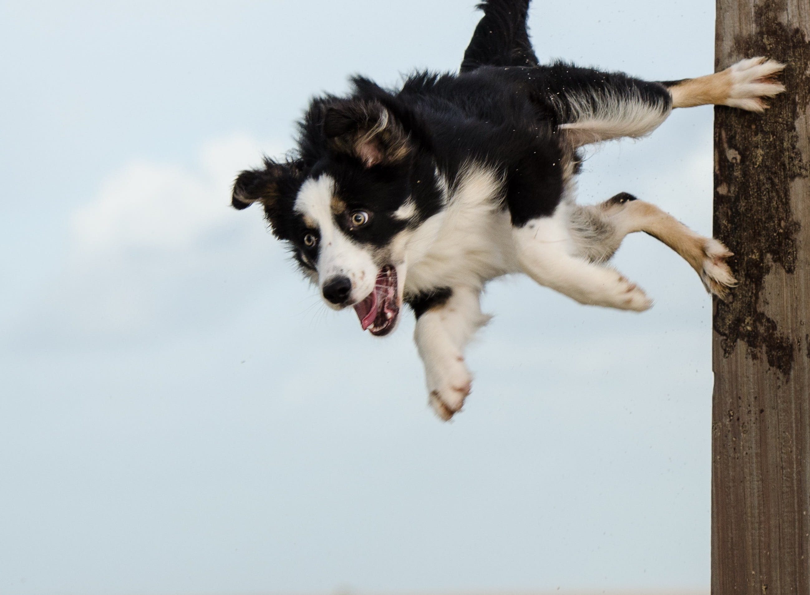 hundesport, black color, white, running, Border Collie, jumping, motion, full length, one animal, pole jump, 2K, animal, sky, lapphund, mid-air, pets, HD Wallpaper