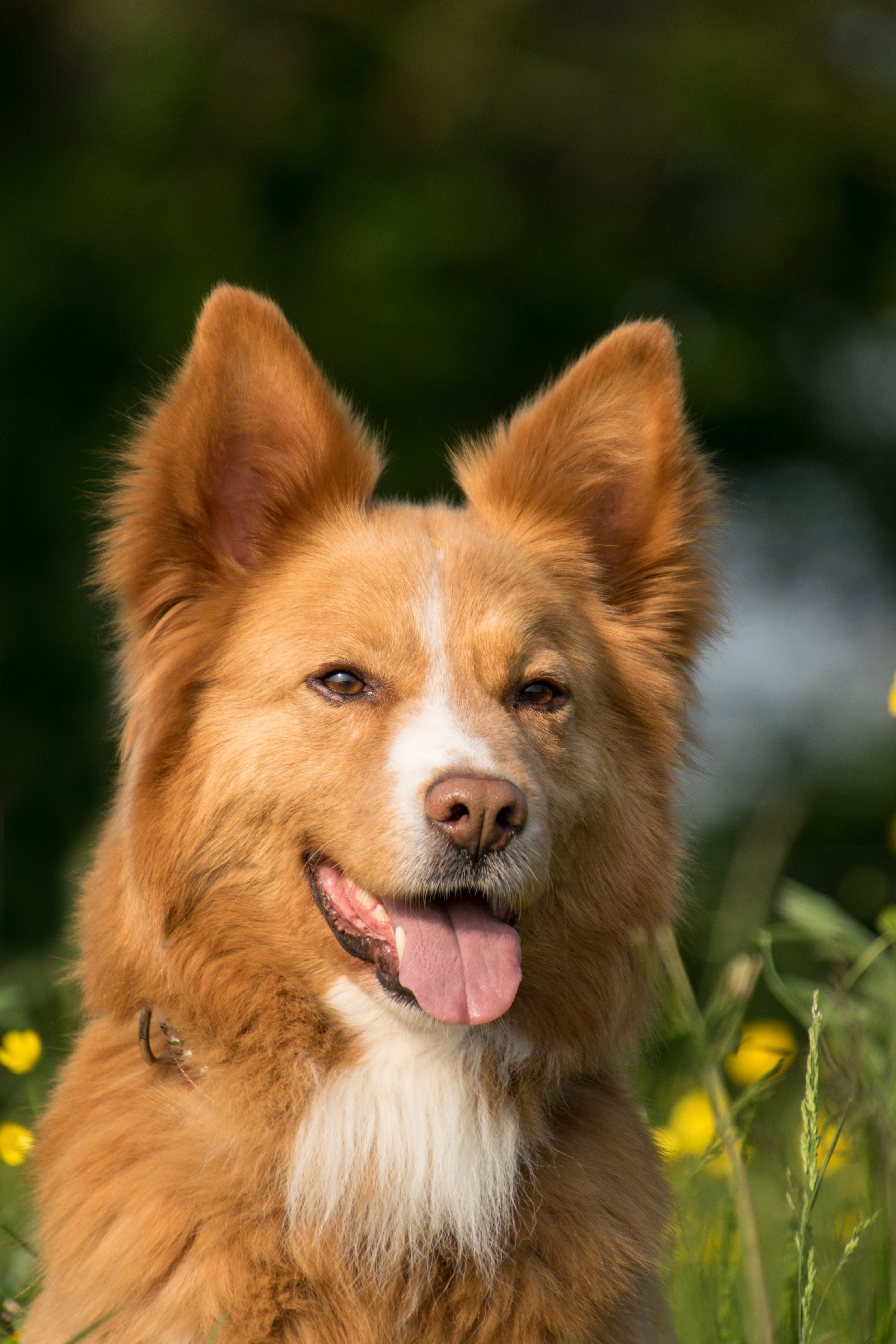 dog, domestic animals, canine, day, one animal, pets, animal body part, animal themes, flower, tongue, animal tongue, animal head, vertebrate, brown, facial expression, Phone HD Wallpaper