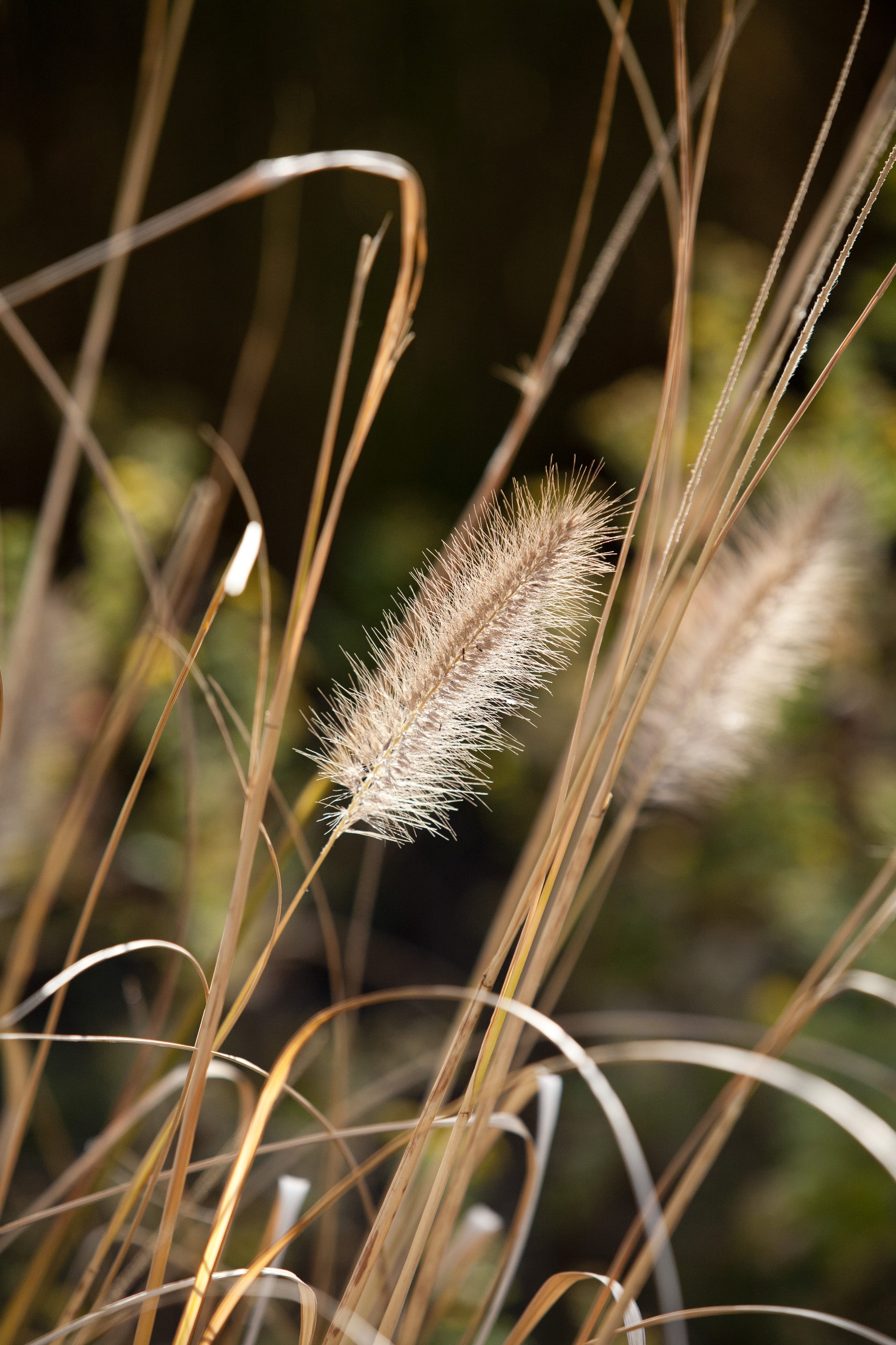 plant stem, han river, sangam, city, beauty in nature, flowering plant, softness, foxtail, park, blade of grass, nature, fragility, sky park, wilted plant, Phone HD Wallpaper