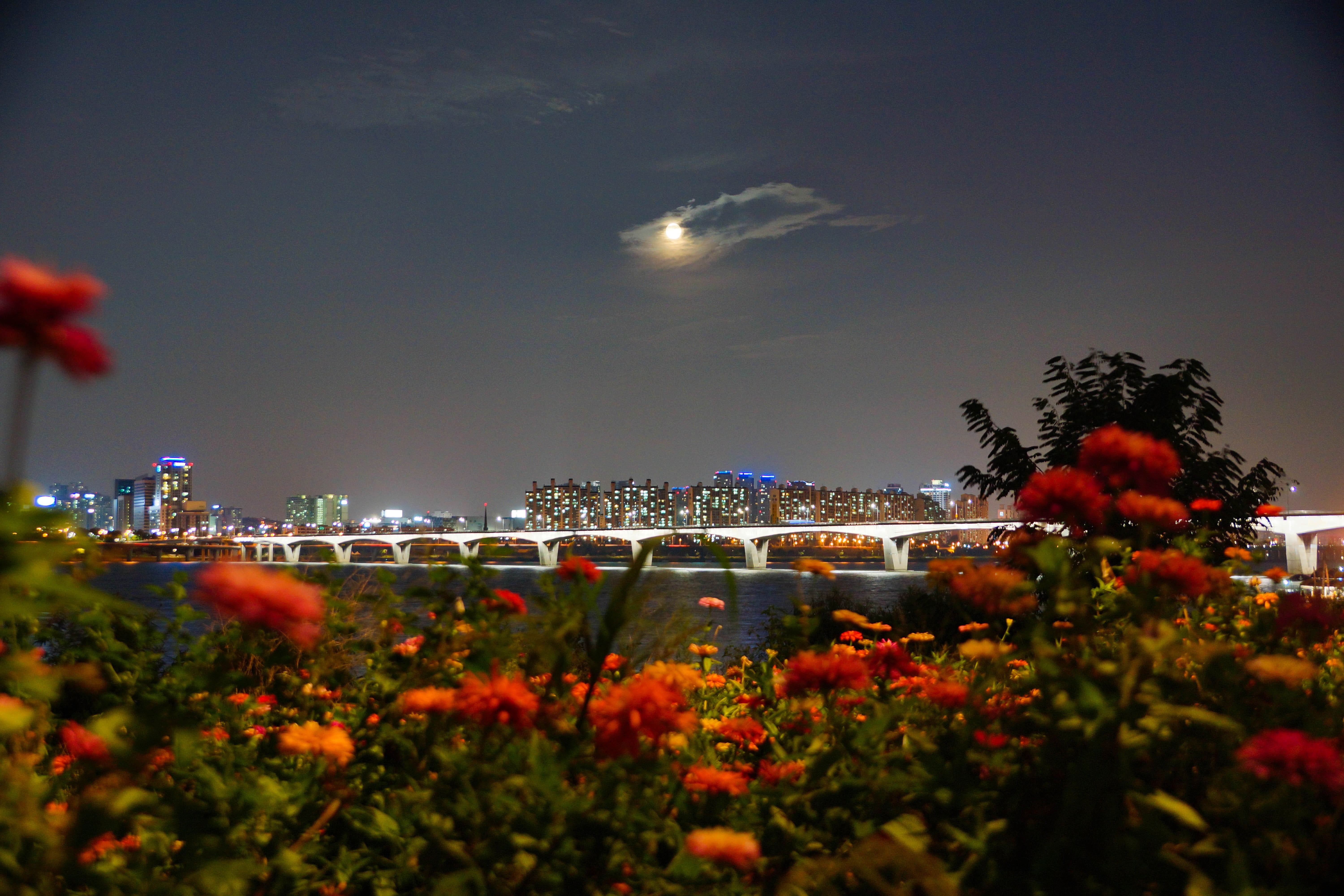 growth, freshness, plant, night, 5K, skyscraper, han river, nature, tree, flowering plant, sky, architecture, night view, cityscape, built structure, outdoors, HD Wallpaper