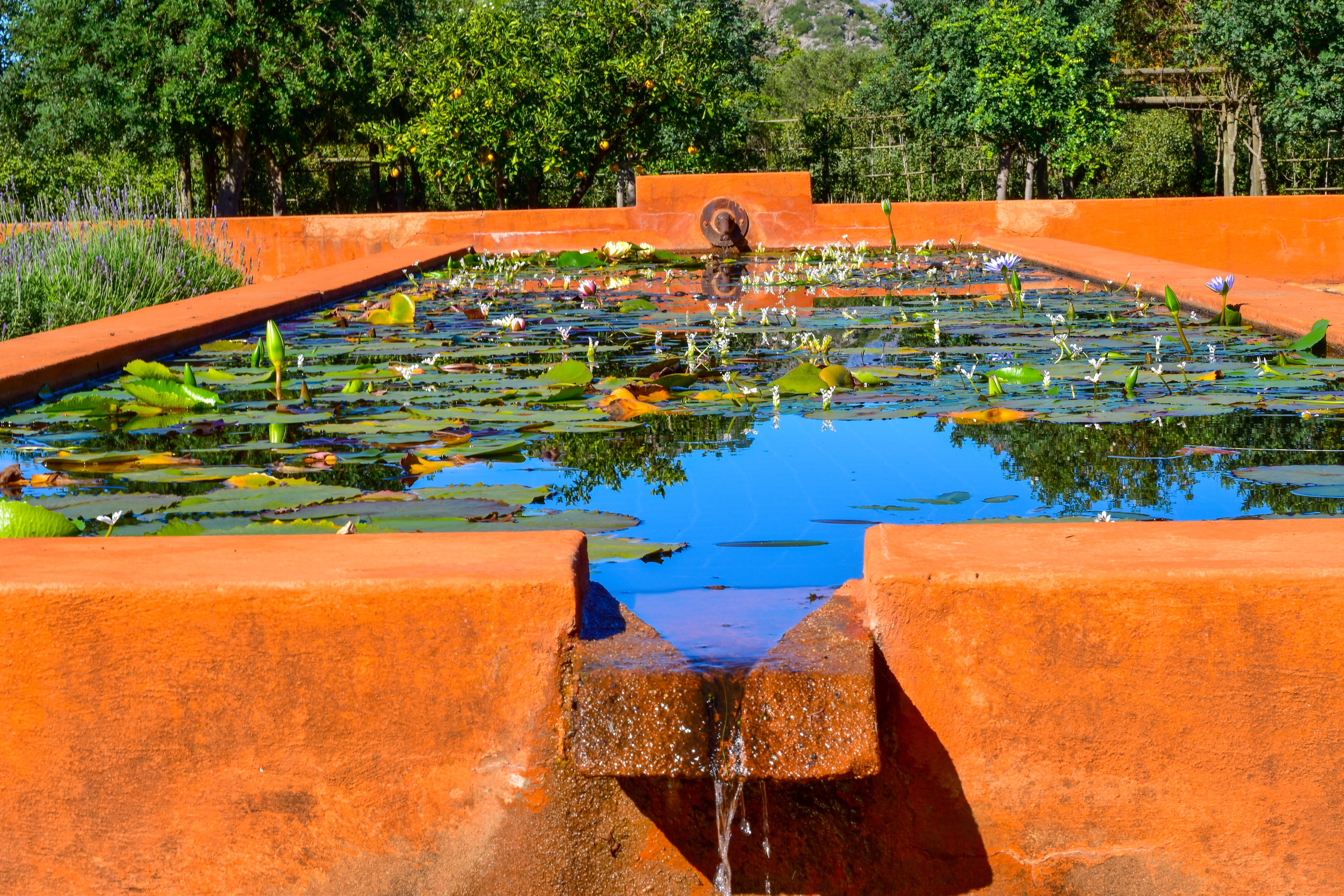 garden, nature, orange color, flowing water, building exterior, growth, no people, water lily, fountain, plant, high angle view, swimming pool, pond, flower, HD Wallpaper