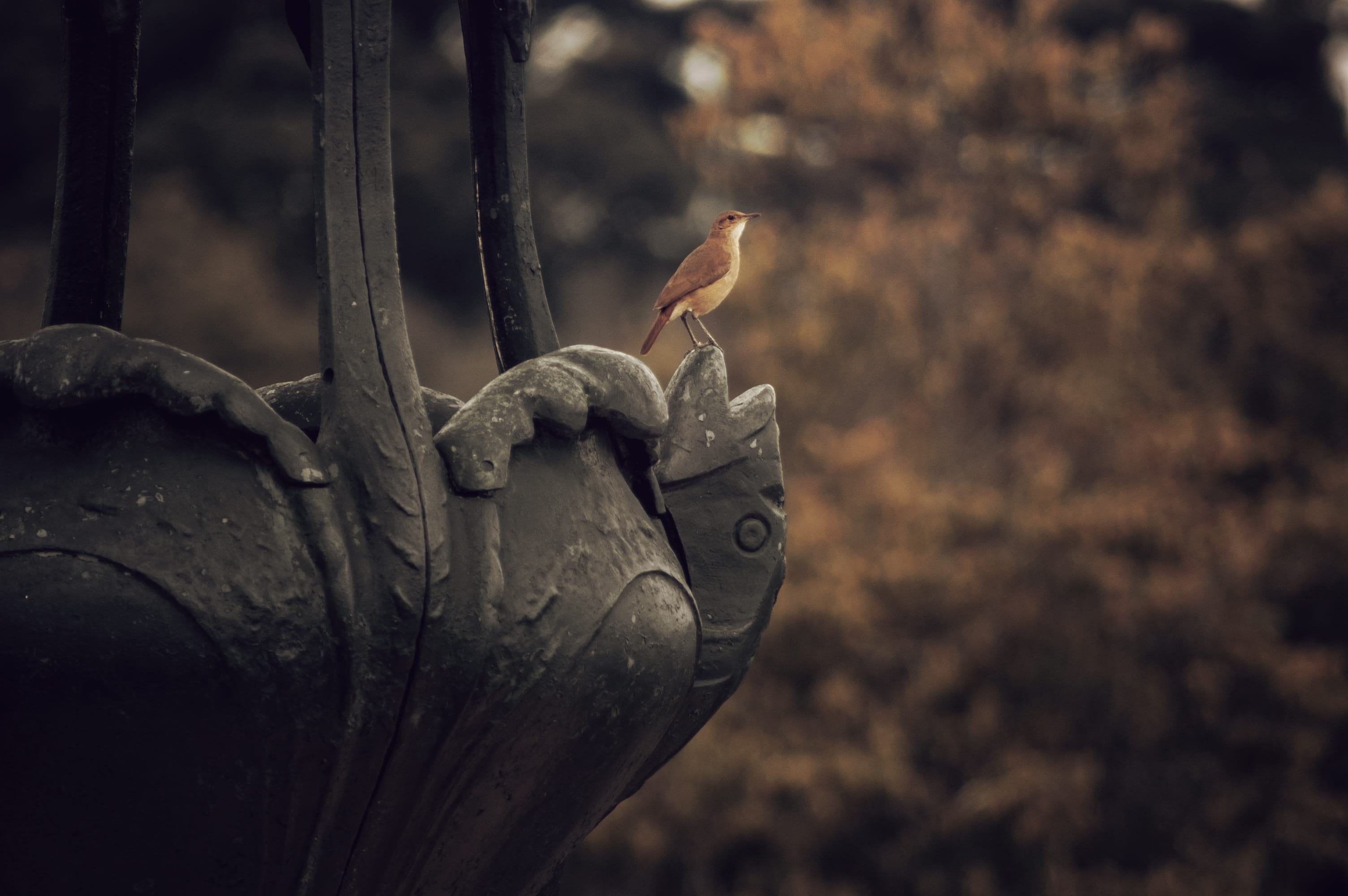 brown, gargoyle, art and craft, day, animal wildlife, brazil, animal themes, no people, contemplating, animal representation, focus on foreground, autumn, HD Wallpaper