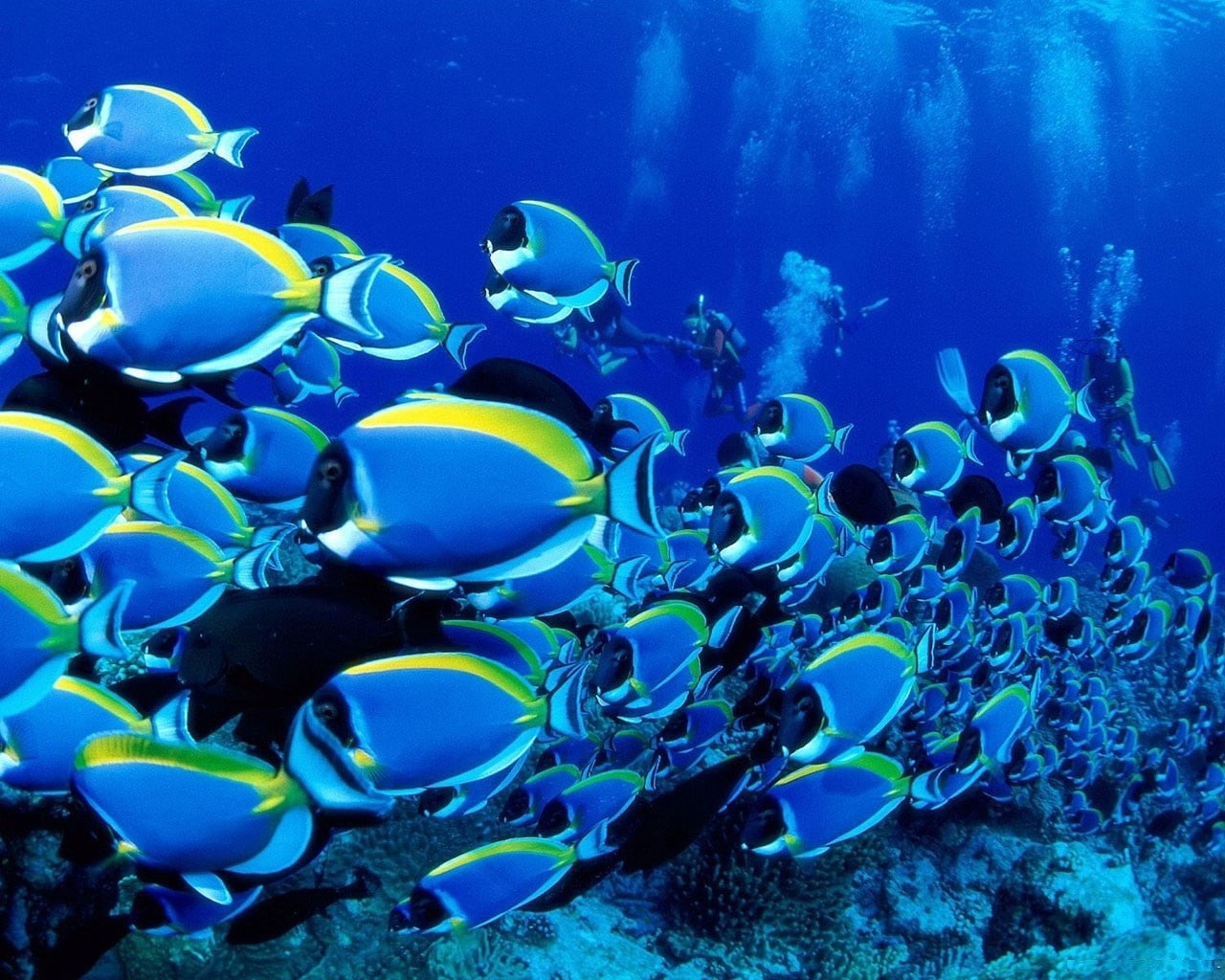 vertebrate, sea, animal, undersea, large group of animals, animals, water, animals in the wild, sea life, 720P, nature, blue, animal wildlife, underwater diving, HD Wallpaper