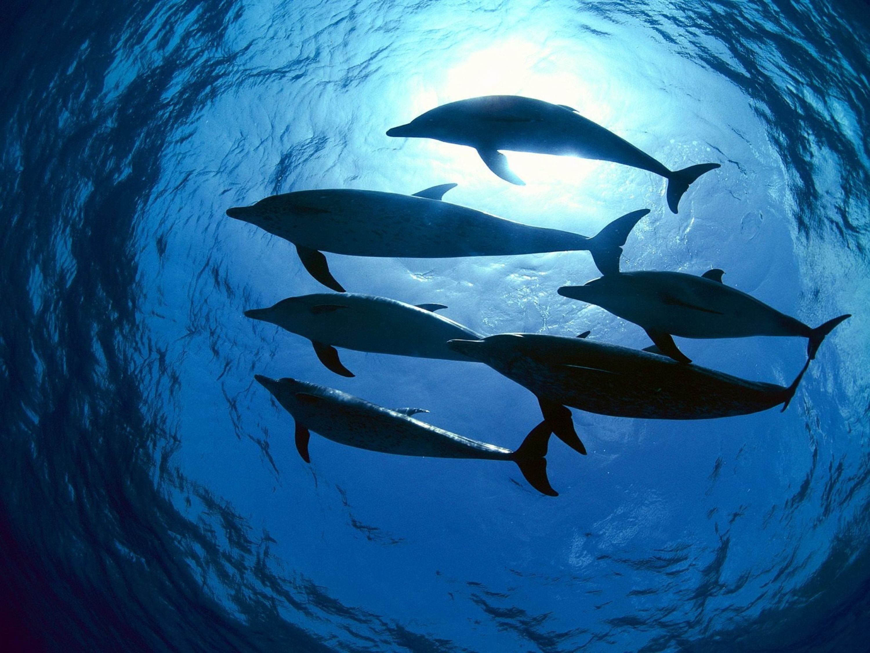 swimming Animal, group Of Animals, turquoise colored, animal, sea Life, pacific Ocean, outdoors, sea, animal wildlife, water, underwater Diving, blue, wildlife, HD Wallpaper