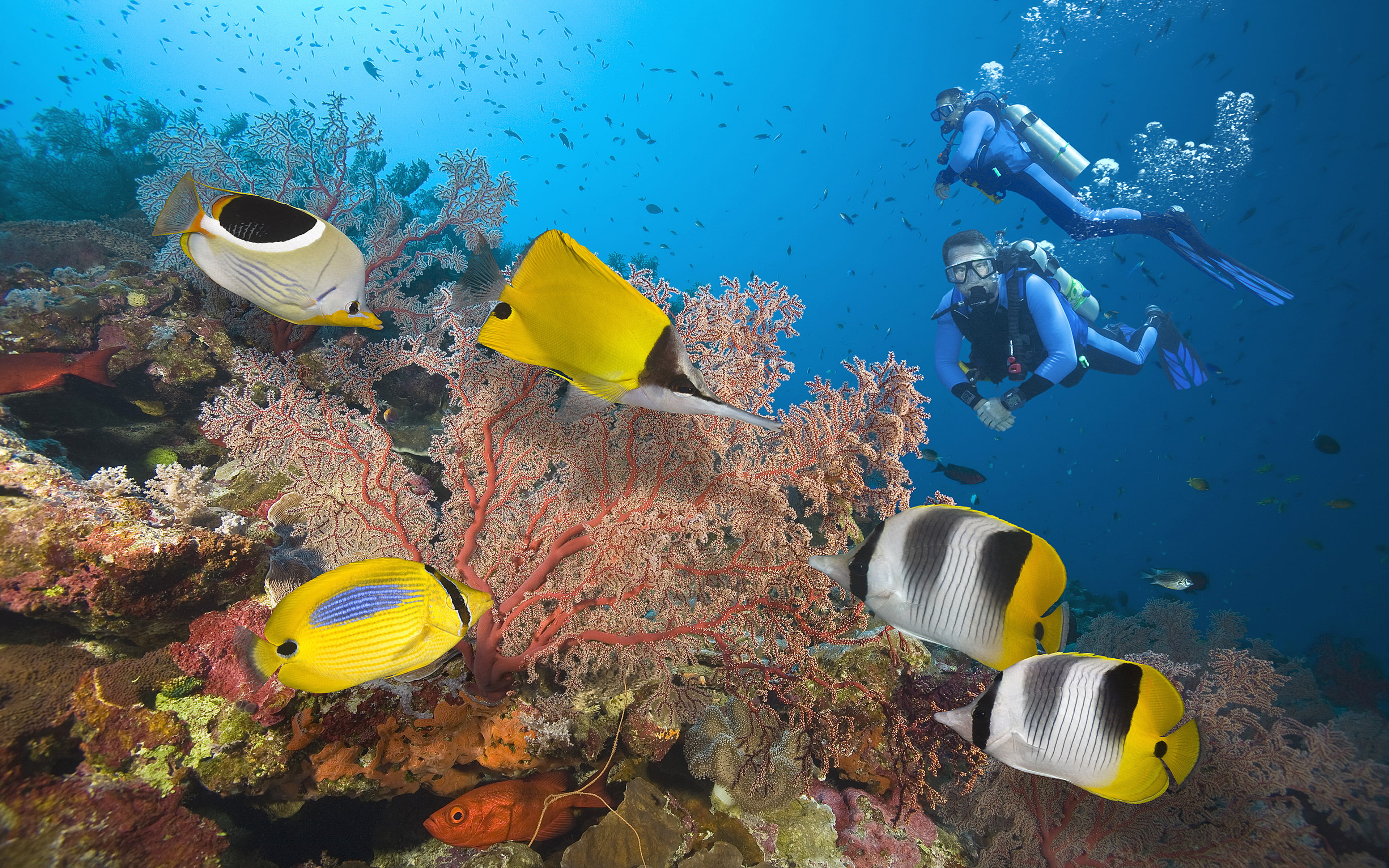 underwater, animal themes, seabed, undersea, scuba diving, nature, underwater diving, animal wildlife, swimming, sport, animal, group of animals, coral, HD Wallpaper