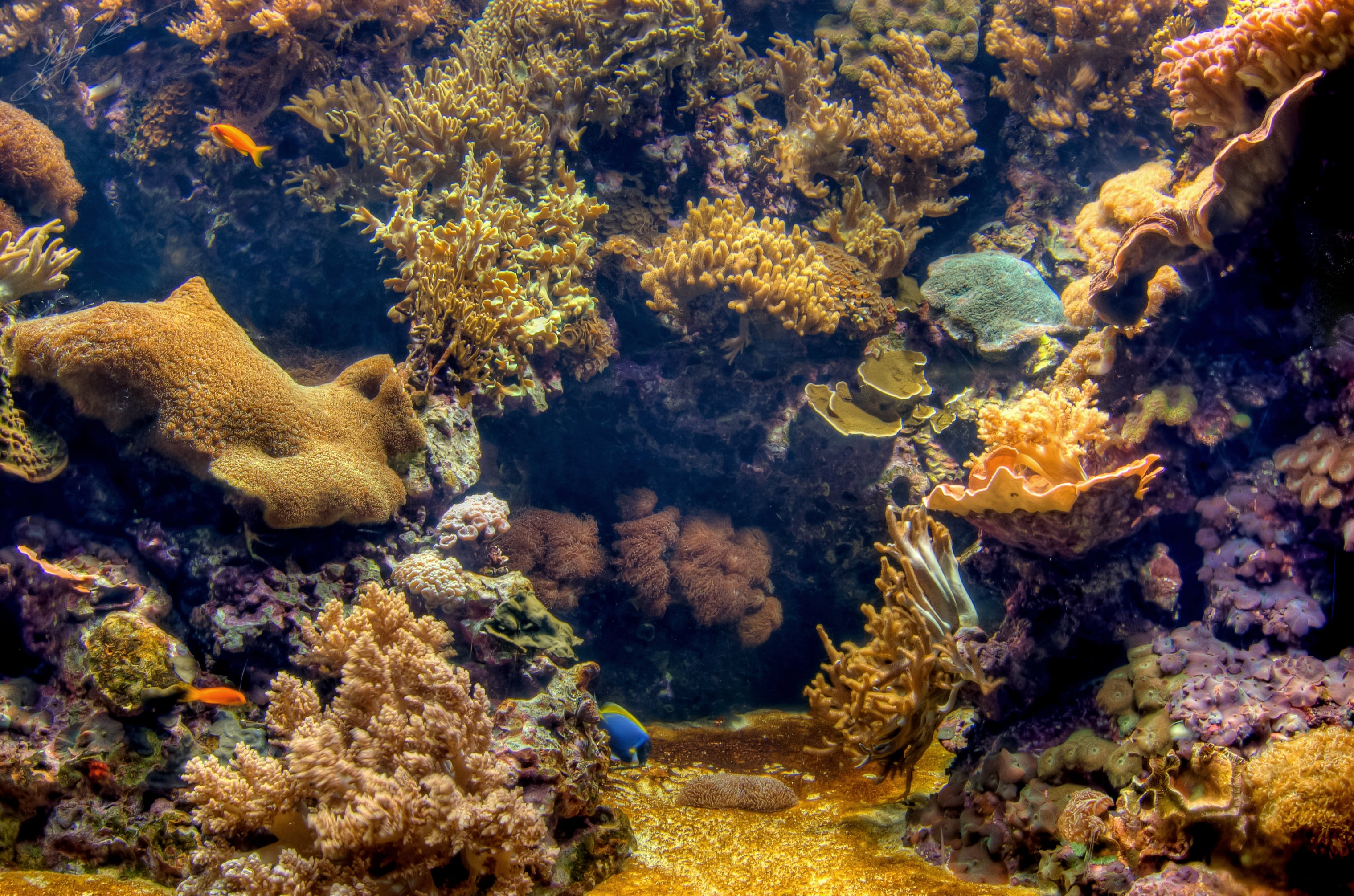 tropical Climate, ecosystem, animals in the wild, tang, snorkeling, red, sea Life, water, school of fish, no people, nature, undersea, indonesia, soft Coral, HD Wallpaper