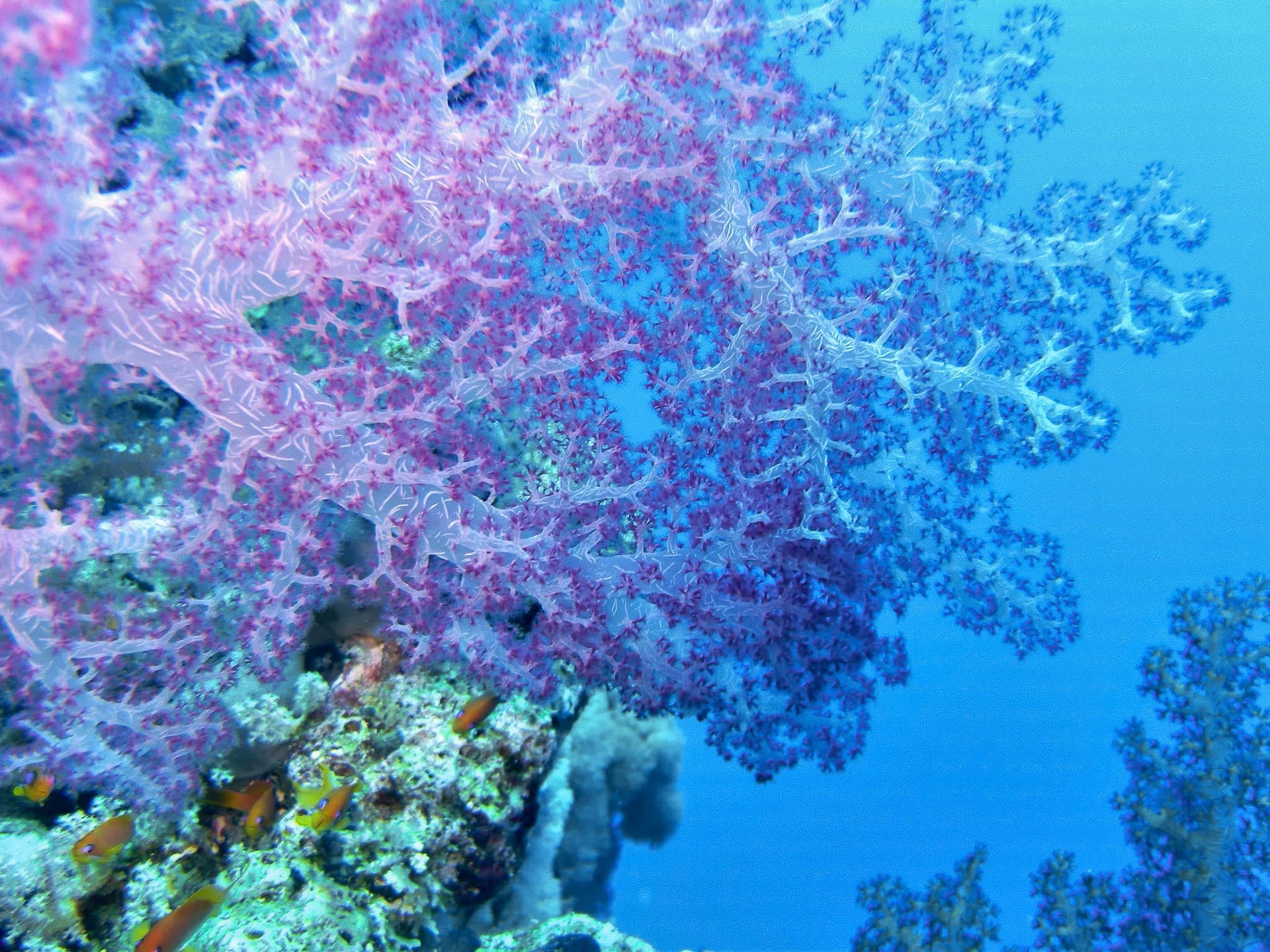 depth, reef, sea, marine, underwater diving, animal, underwater, school of fish, sport, 1080P, no people, animal themes, red sea, blue, fish, invertebrate, HD Wallpaper