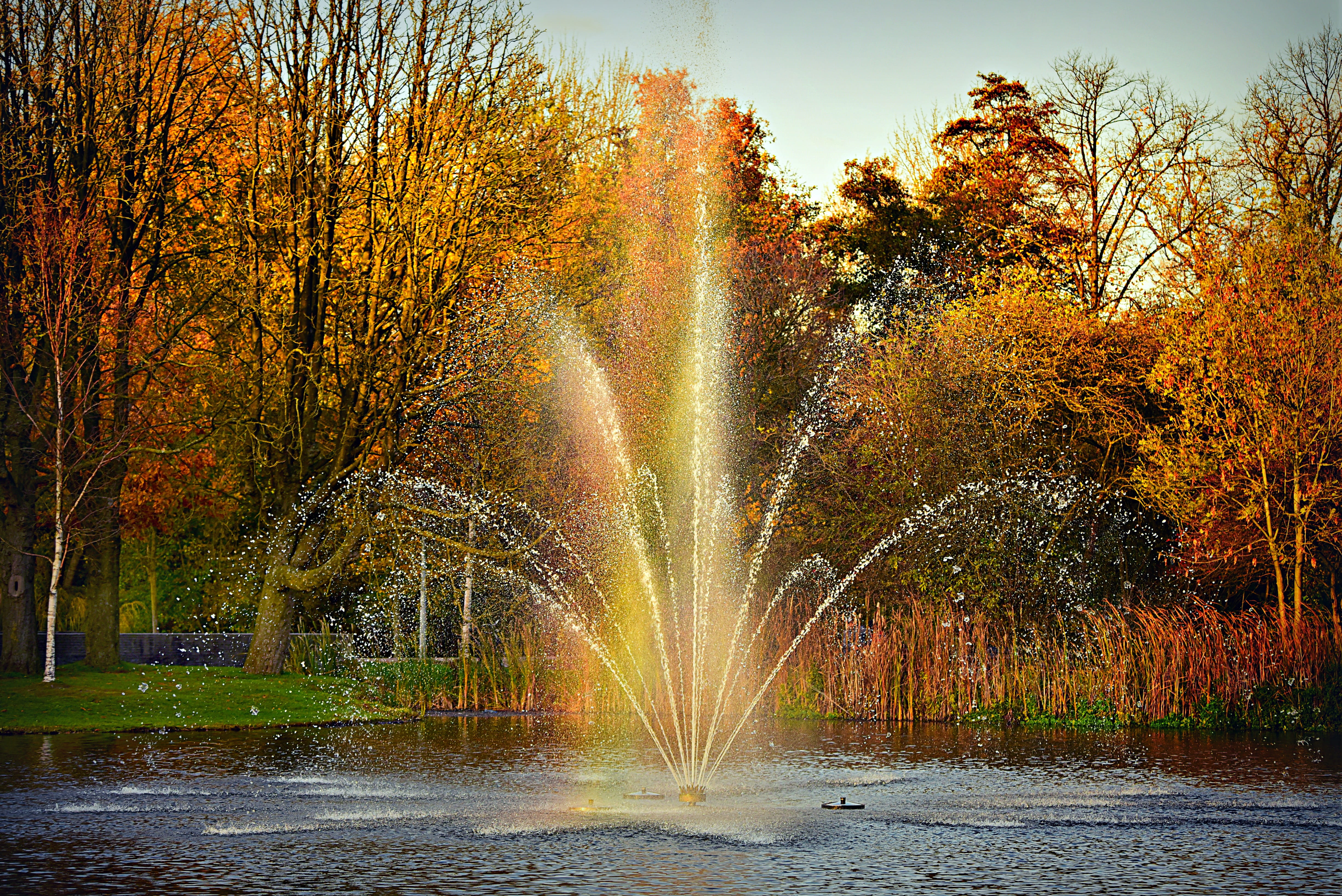 netherlands, autumn, autumn trees, tree, change, fountain, spraying, pond, park, nature, no people, 4K, vondelpark, mensaap, water, beauty in nature, plant, HD Wallpaper