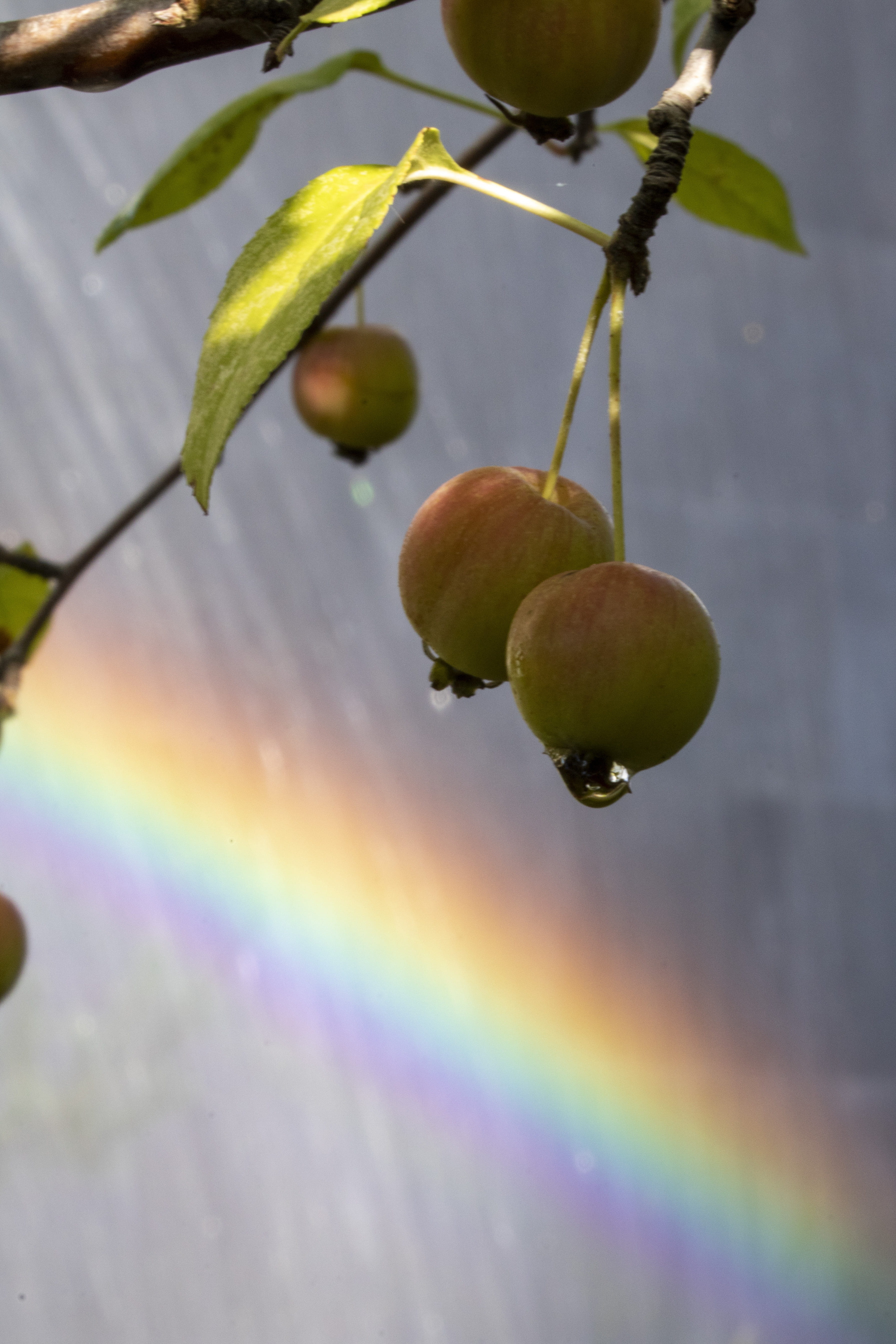 day, wellbeing, freshness, 5K, walk, water, growth, close-up, break, beauty in nature, plant, rainbow, leaf, tree, food, ripe, focus on foreground, hanging, Phone HD Wallpaper