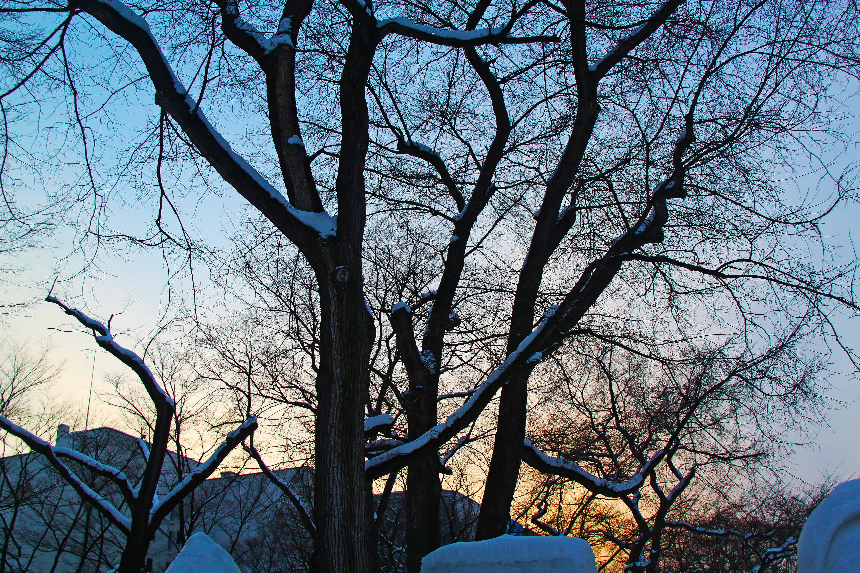 snow, odori park, beauty in nature, bare tree, beautiful, branch, outdoors, plant, low angle view, tranquility, sunset, no people, trunk, city, hokkaido, HD Wallpaper